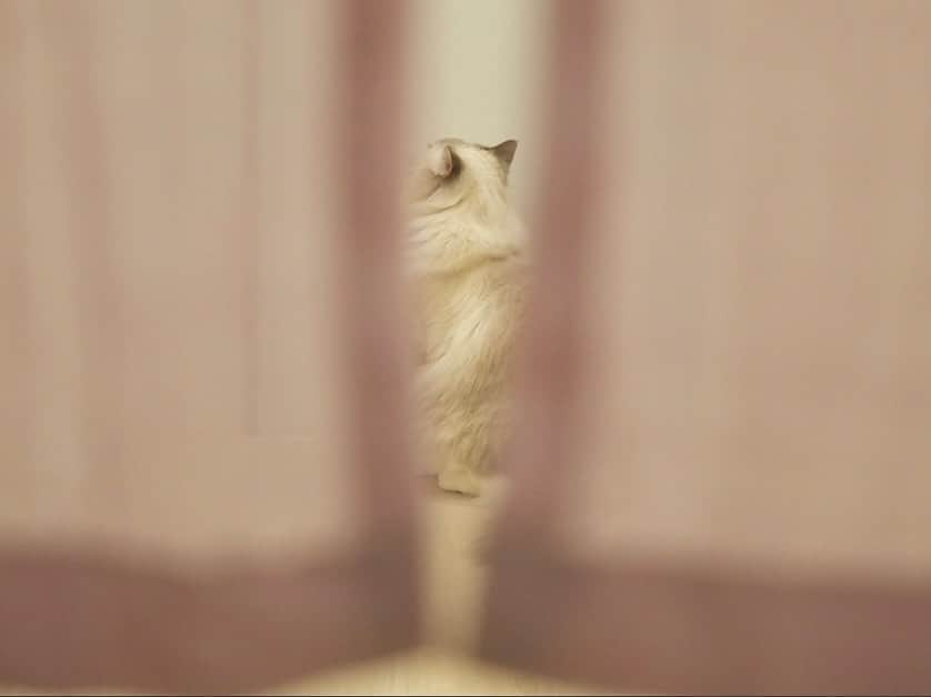大森日雅さんのインスタグラム写真 - (大森日雅Instagram)「💐📸🤍 ふくまるはなまるとお花ばかり 撮ってるけど、猫と花ってめちゃ難しい笑 楽しい~ #vlogCAM #SONY #更新頻度高めな2人のねこすたぐらむフォローしてチェックしてね🐱🐱」4月12日 16時21分 - nichika_omori