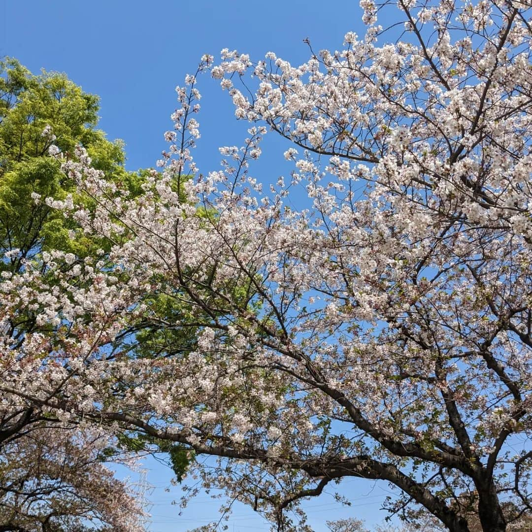 岩野理沙さんのインスタグラム写真 - (岩野理沙Instagram)「#癒やし　#桜　#葉桜　#ぼたん桜 　#夜桜　#散歩　#日光浴 　#青空」4月12日 16時39分 - risaiwano