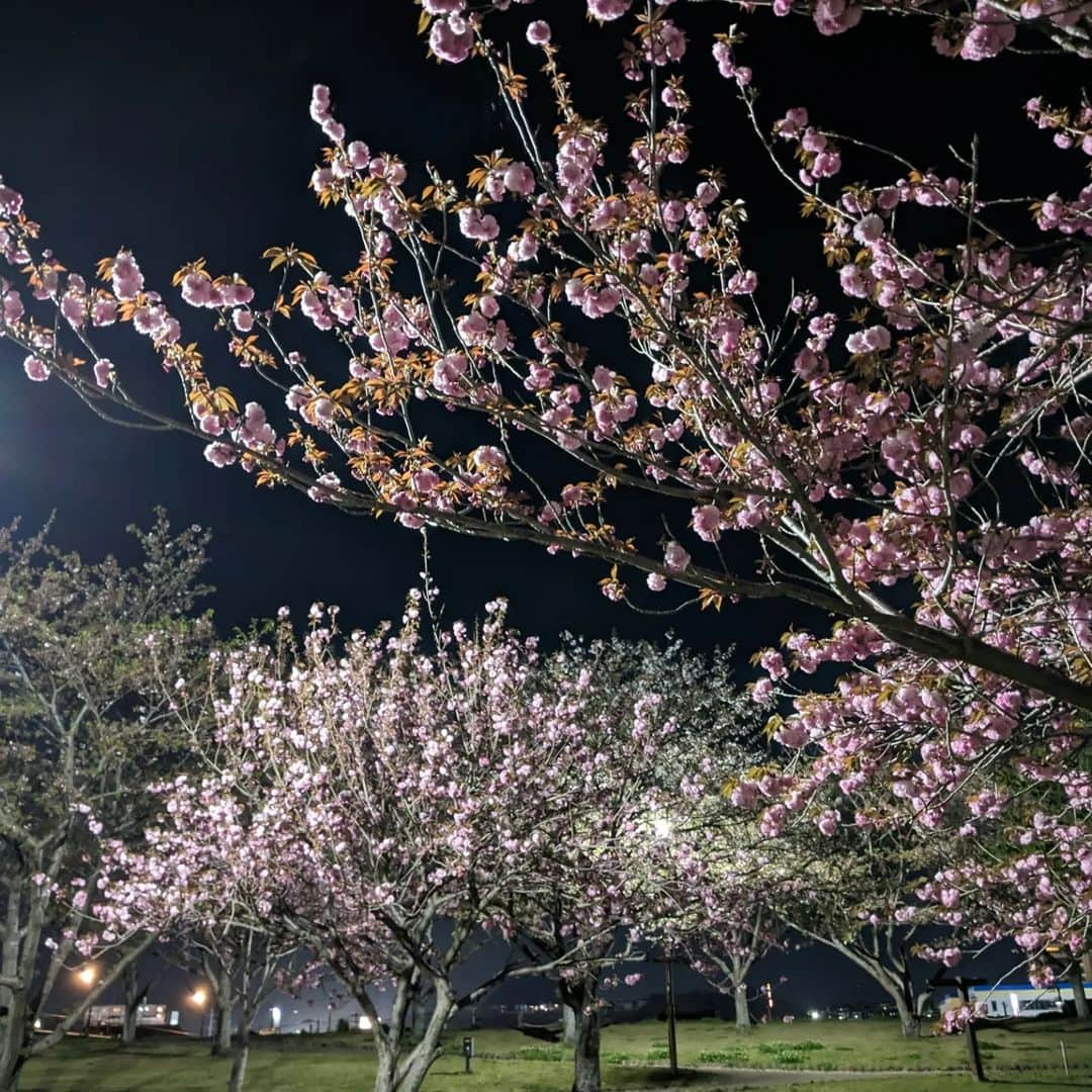 岩野理沙のインスタグラム：「#癒やし　#桜　#葉桜　#ぼたん桜 　#夜桜　#散歩　#日光浴 　#青空」