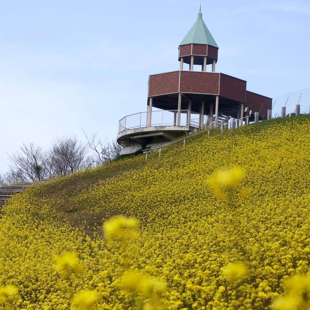 櫻内渚さんのインスタグラム写真 - (櫻内渚Instagram)「#翠波高原#菜の花#癒やしの場所 #一番最後の写真を撮ったのは俺 #あとは、、、 #しかしちょい成長」4月12日 16時49分 - sakurauchi_nagisa