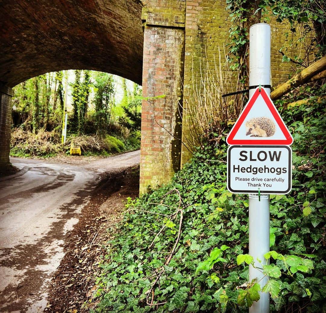 のインスタグラム：「Obey the cute sign😊」