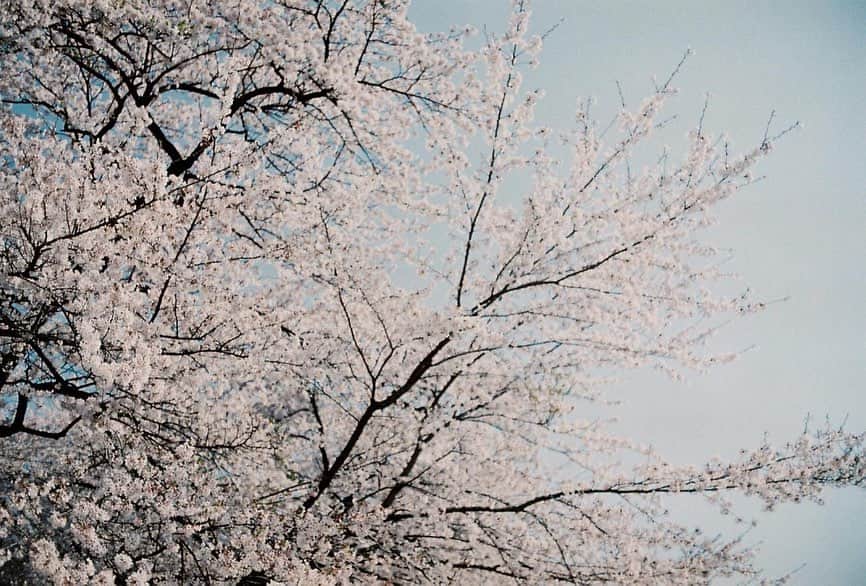 与田祐希さんのインスタグラム写真 - (与田祐希Instagram)「フィルム現像してきました🌸」4月12日 17時23分 - yodayuuki_oimo