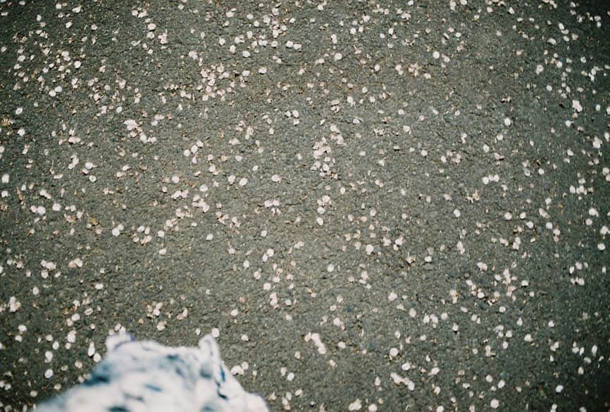 与田祐希さんのインスタグラム写真 - (与田祐希Instagram)「フィルム現像してきました🌸」4月12日 17時23分 - yodayuuki_oimo