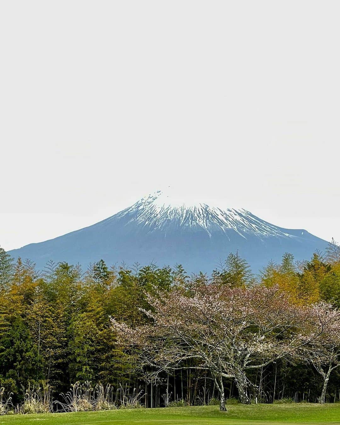 橋本志穂さんのインスタグラム写真 - (橋本志穂Instagram)「先日の静岡ゴルフ  富嶽カントリーは 桜と富士山のコラボが 美しいのですが 流石にソメイヨシノはほぼ散ってました😭 遠くから見たらまだうっすら、、、😄 八重桜は満開でしたし ツツジも咲き始めてて 花咲か爺さん気分でした🥰  なによりも富士山が いつもドーン🗻  もうそれだけで 気分サイコーなのは 日本人のDNAでしょうか〜。 午後は隠れるって言われてたけど ずーっと、見守ってくれてたおかげで、92でホールアウト‼️ 十分ですっ♫ 富士山、ありがとー！ 富士山のパワーで 夫を手のひらに乗せることもできるようになりました〜❣️  富士山マジック‼️  #富士山 #富嶽カントリークラブ  #ルコック #ゴルフ #ゴルフ女子」4月12日 17時29分 - shihohashimoto3