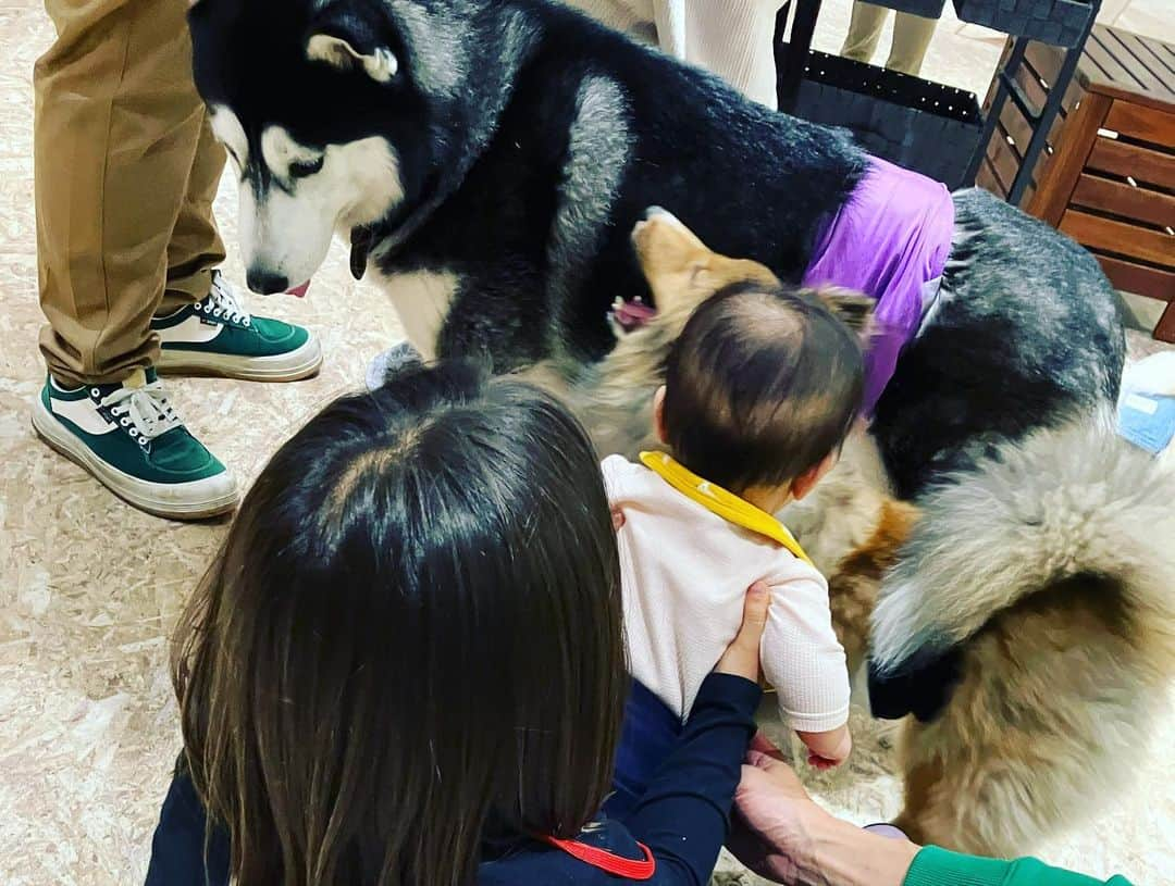 SHELLY（シェリー）さんのインスタグラム写真 - (SHELLY（シェリー）Instagram)「週末はもっぱら動物好きなおチビ達のためにふれあいができるところばかり探しては行ってます。  最近のお気に入りはこの犬猫とも戯れられるし、いろんな珍しい動物がいる動物カフェ💕  ヒルナンデスで紹介されたお台場にあるアニミルってところで、紹介されたその週末に行ってしまったよね笑笑  この赤ちゃんに撫でられても悟りを開いてる猫の表情からも動物達の寛大さが伝わりませんか？  長女も犬と遊べて大喜び！  最後に窓にちゅーる的なの塗って猫が舐めてくれるサービスで見送ってくれます笑笑  ヒルナン、助かってます。」4月12日 17時37分 - shelly_official_shelly