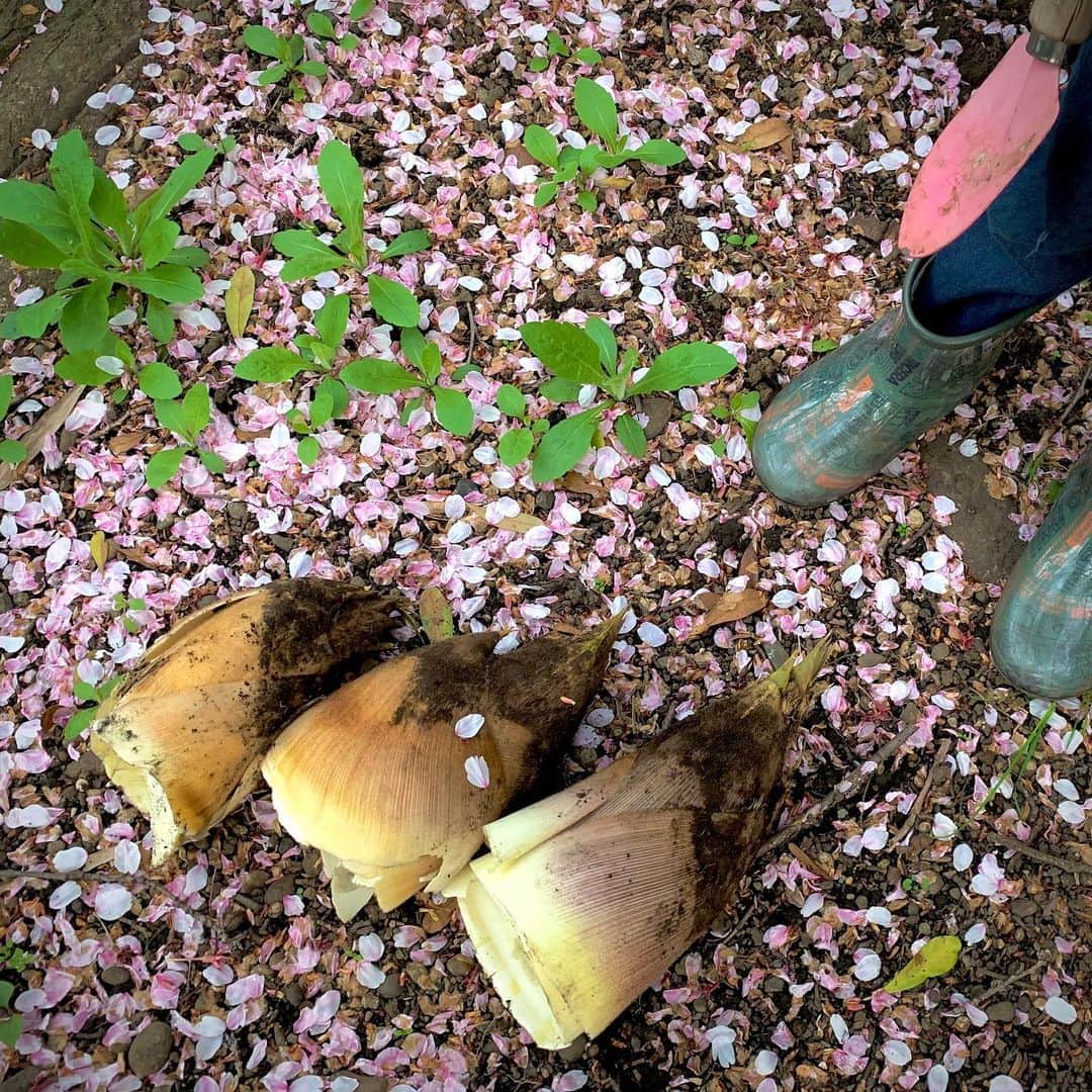 仲川希良さんのインスタグラム写真 - (仲川希良Instagram)「集合住宅の敷地内でタケノコ掘りに初挑戦しました ・ 手持ちの武器はシャベル３つ 我が家の園芸用のほかに管理人さんから大きなものも借りましたが 竹の根の張り巡りっぷりったらすごいのね！ 「地震のときは竹林に逃げ込め」と小さい頃よく聞かされていたとおり ガッチリ地面を掴んでる感すごい！ ・ タケノコの下のほうまではとても到達できず 文字通りの根負けで先っちょを折り採るという結果になりました ・ 反省をふまえて今シーズンもう一度くらい掘りたかったけどどうかな 間に合わないかな 先日降った雨のあとは数も高さもますます増えて 「雨後の筍……」なんて思わず呟きながらその勢いにただ圧倒されています ・ ・ 4枚目は同じく敷地内に毎年はえるアミガサタケ こちらもちょうど桜が散る頃に現れますが わ、え、もう！？とあたふた 春がどんどん進んでいく…… ・ はじまるのも、進みかたも、あまりに早い なんだか焦らされちゃう今年の春です ・ ・ ちなみにタケノコ掘り自体はおおいに楽しんでいた息子 大人にとってはむしろ美味しさに感じるわずかなエグ味に反応したようで 「ぼくには少しピリピリするみたいなの」と言ってふた口ほどでごちそうさまでした笑 ・ アミガサタケはどうやって食べようかな ・ ・ ・ #春 #たけのこ掘り #きのこ狩り #アミガサタケ #アミガサタケ #親子でアウトドア」4月12日 17時33分 - kiranakagawa
