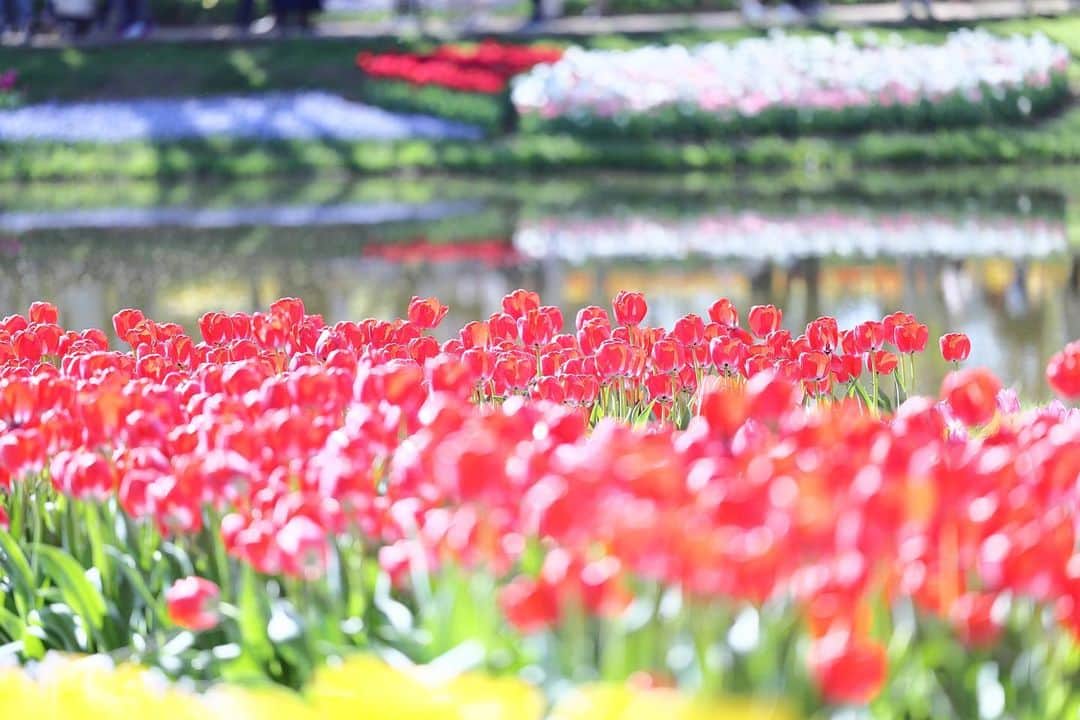kiccyomuのインスタグラム：「☀️ 2023.04.12 Wed #昭和記念公園  #チューリップ 🌷  池越しのチューリップ も 華やか綺麗📷 今年も見れて良かった😃  location #東京 ❣️ 📷撮影 2023年4月9日  #skkフォトコン2023春  #my_eos_photo Camera : EOS R5 Lens : RF135mm F1.8L IS USM」