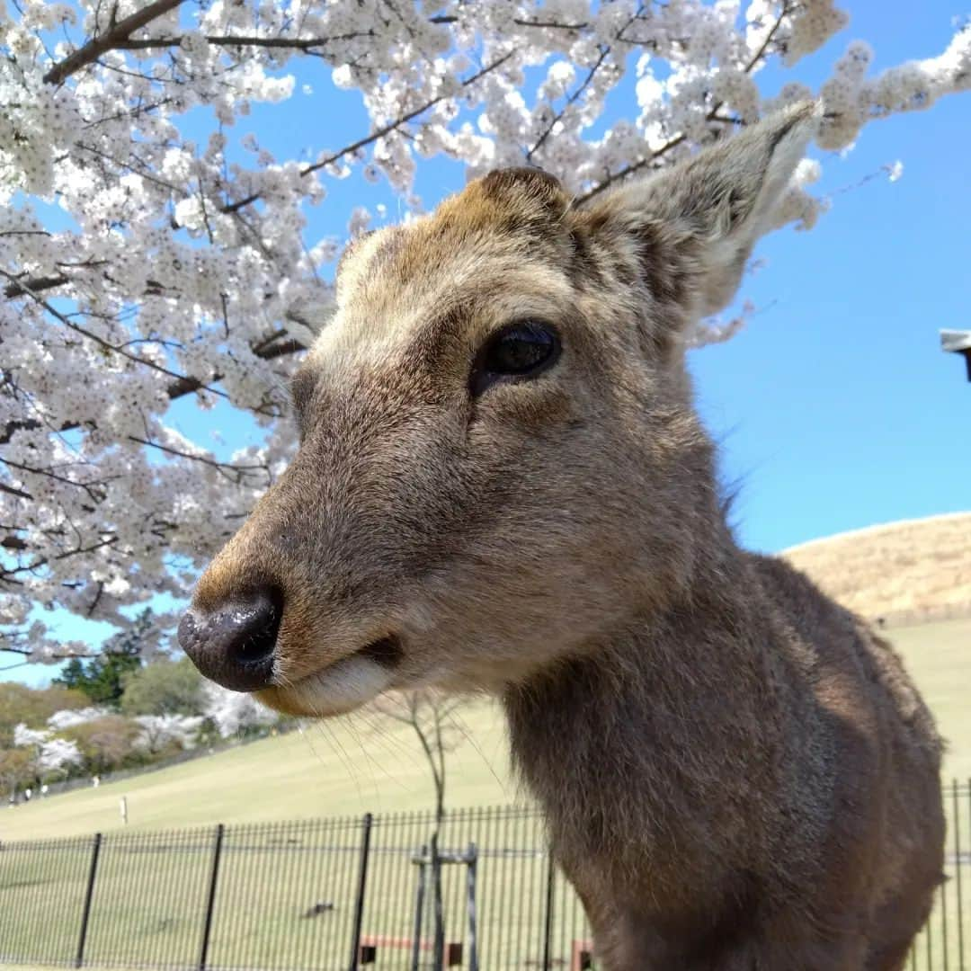 川上凛子さんのインスタグラム写真 - (川上凛子Instagram)「好きなこと。 錦市場と新京極をお散歩。 奈良の鹿と過ごす時。  #川上凛子  #錦市場  #イイダコ #キュウリの漬け物 #冨美家鍋 #奈良 の  #鹿  #東大寺 #金剛力士像  #運慶 #快慶 #kyoto  #nishikimarket  #nara #女優さん  #子役」4月12日 18時00分 - rinko_kawakami