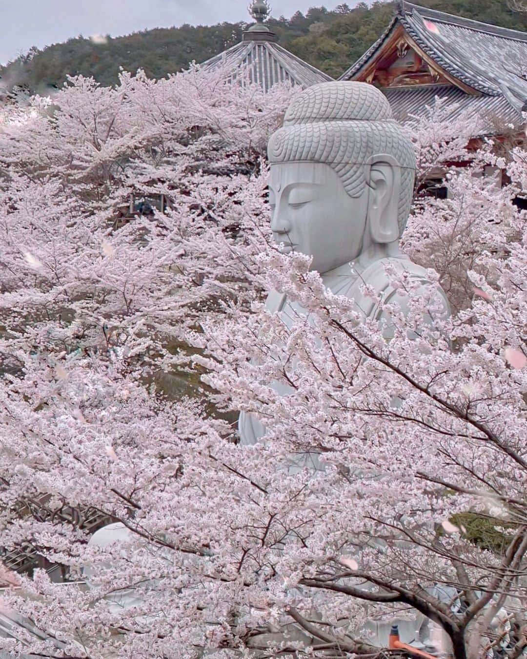 hama_aki_pppさんのインスタグラム写真 - (hama_aki_pppInstagram)「奈良県#壺阪寺  Location Nara  Japan   見飽きた構図かもしれませんが個人的にココは外せません🌸🌸 小雨を狙いたい場所なのですが、そんなに都合よく降ってはくれませんよね  #神社仏閣　 #わたしは奈良派  #奈良県景観資産　　 #beautiful_kansai  #visitjapanjp  #j_flower_shots  #タビジェニ　 #おとな旅プレミアム  #こころから  #sorakataphoto  #jalan_travel  #otonatabi_japan  #histrip_japan  #日本の美しい花風景  #誰かに見せたい花  #loves_united_flora  #iphonephotography  #9vaga9  #9vaga_flowersart9  #ptk_japan  #amazingflowers  #japanesetemple  #japanesegarden  #raw_japan  #deaf_b_j_  #team_jp_flower  #桜大仏  #sakurajapan  #cherryblossomjapan」4月12日 18時01分 - hama_aki_ppp