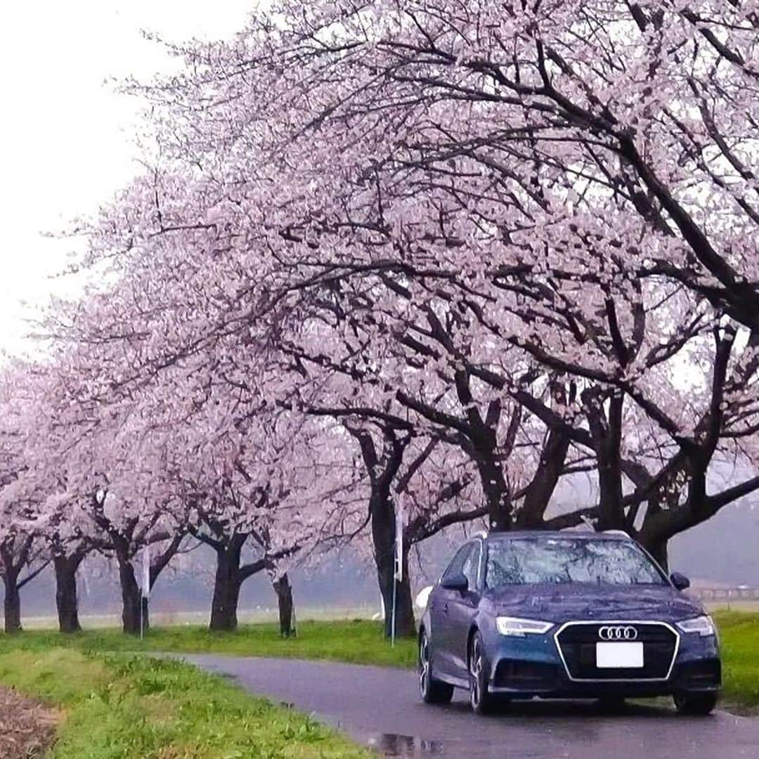 アウディ ジャパンさんのインスタグラム写真 - (アウディ ジャパンInstagram)「今日も、オーナーの皆様のAudiと桜の投稿の中から素敵なショットをご紹介いたします。 本日は、三重県と埼玉県の桜の名所で撮影されたAudi A3 CabrioletとAudi A3 Sportbackのお写真です。 いつも投稿していただきありがとうございます。  皆さんは、今年のお花見はどちらに行かれましたでしょうか ? ぜひコメントで教えてください。  今後も定期的に投稿をご紹介したいと考えています。 @audijapan をタグづけして投稿してくださった方の中からお声がけしますので、 皆さんの投稿をお待ちしています。  #1 Location : #笠松河津桜ロード Photo : @norikoba01 Model : #AudiA3Cabriolet  #2 Location : #都幾川桜堤 Photo : @hideki_i Model : #AudiA3Sportback  *掲載許可をいただきました方のみ、ナンバープレートを編集した上で写真を使用しています。  #Audi #アウディ #AudiJapan #A3 #A3Cabriolet #Cabriolet #カブリオレ #Sportback #CarLife #CarLifeStyle #AudiLife #GermanCars #Car #Cars #Cargram #桜 #サクラ #さくら #cherryblossom #桜と愛車 #オープンカー #三重 #埼玉 #春ドライブ」4月12日 18時07分 - audijapan