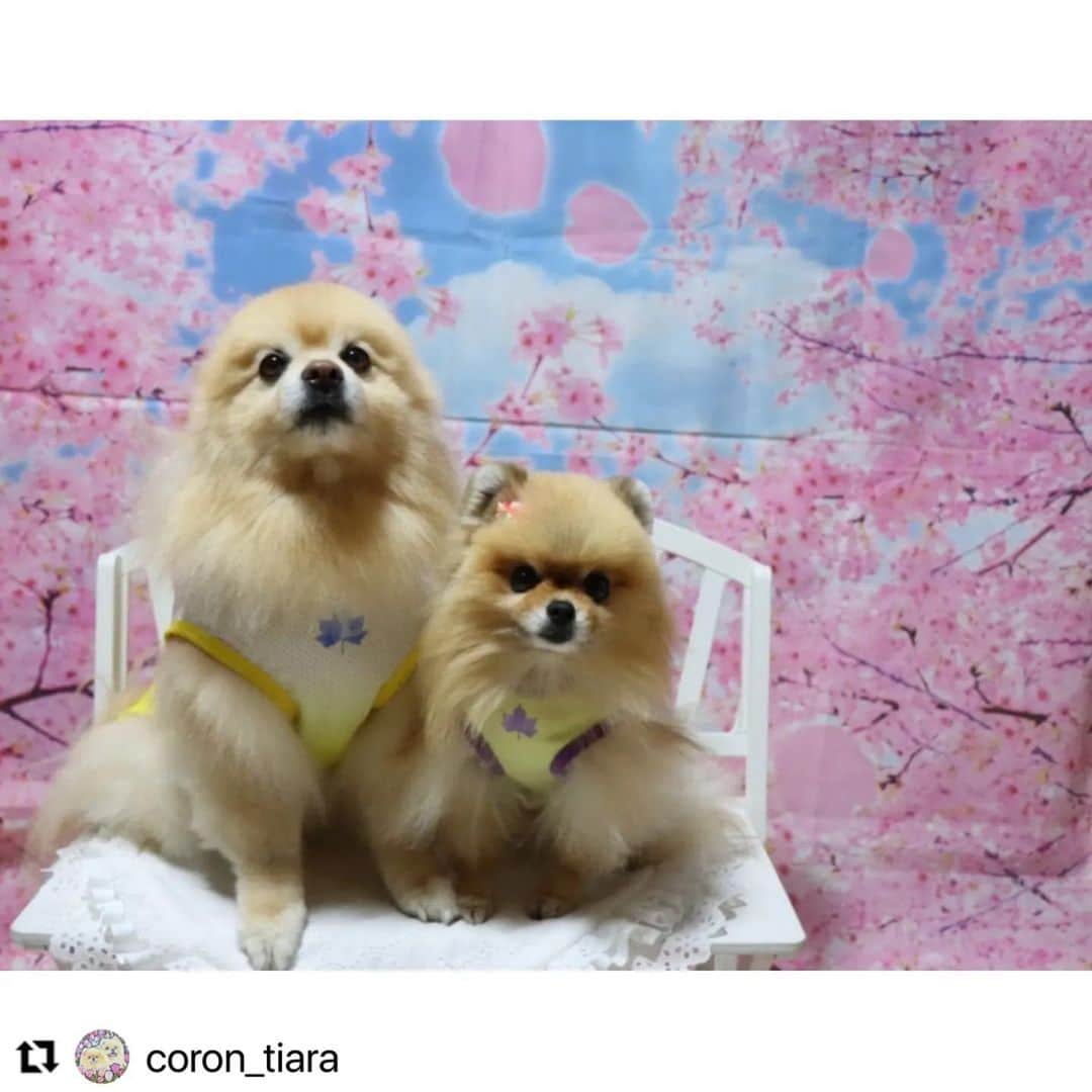 Caluluのインスタグラム