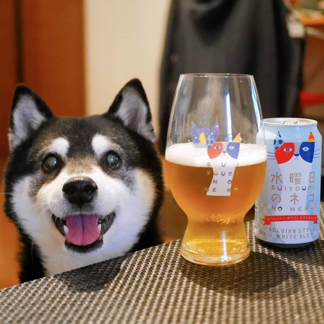 くろさんのインスタグラム写真 - (くろInstagram)「本日もお疲れちゃんでした🍺  週の真ん中水曜日は水曜日のネコ🐈  #目線の先にはおやつ #水曜日のネコ #水曜日のマメ #水曜日のイヌ #ヤッホーブルーイング #yonayonabeerworks #黒柴 #黑柴 #柴犬 #日本犬 #晩酌犬 #モデル犬 #癒し犬 #スマイル豆 #スマイル犬 #カメラ目線犬 #いぬら部 #ふわもこ部 #柴犬部 #モフモフ生命体 #わんこのいる暮らし #わんこのいる生活 #わんこと一緒 #柴犬と一緒 #柴犬のいる生活 #柴犬のいる暮らし #黒柴と一緒 #黒柴のいる生活 #黒柴のいる暮らし #豆太郎麦酒」4月12日 18時19分 - m6bmw