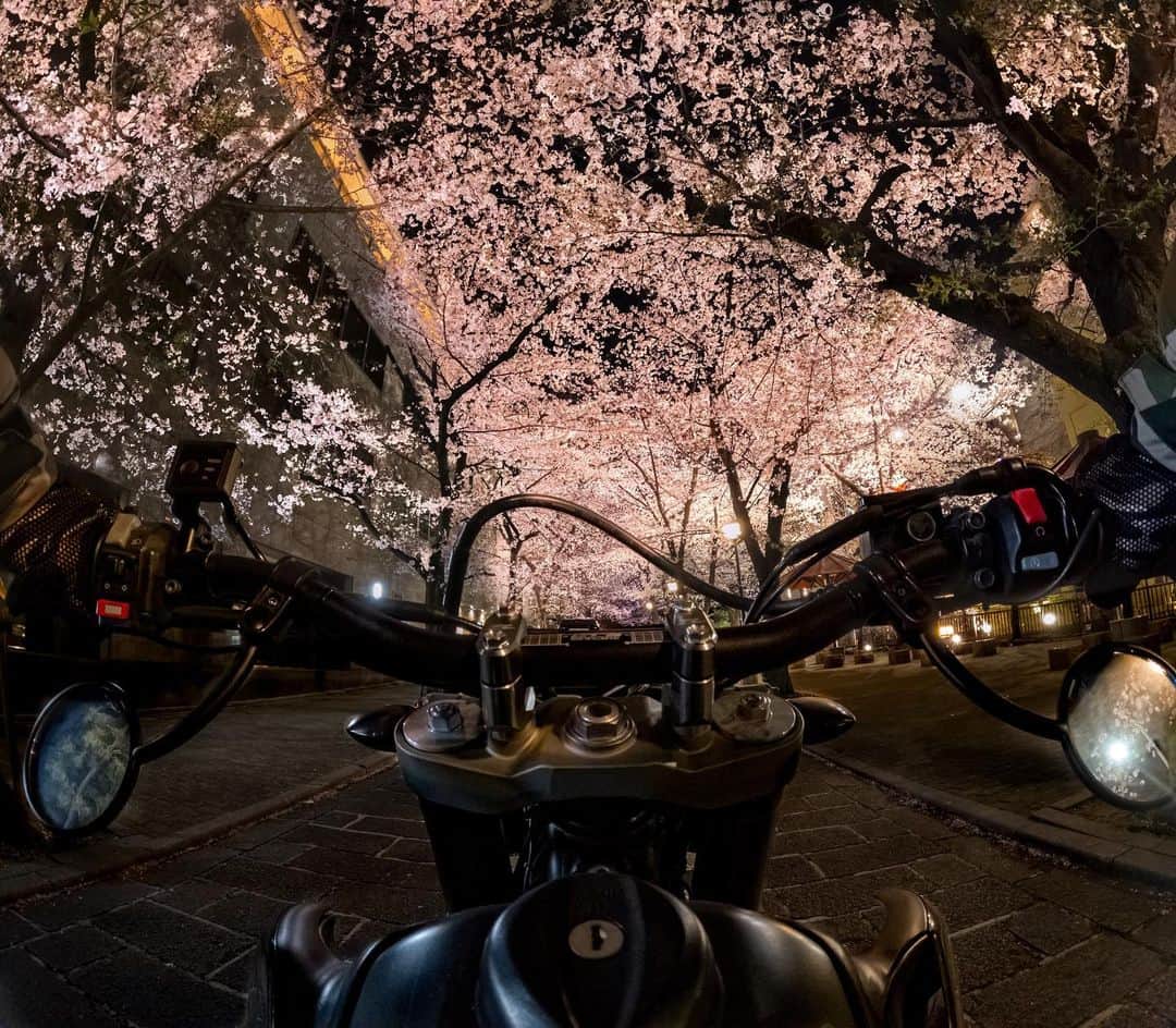 のインスタグラム：「#夜桜 を特等席から満喫 🌸 📷 @knuckle_head + #GoProHERO11 Black ・ ・ ・ #GoPro #GoProJP #桜 #夜桜ライトアップ #花見 #お花見 #京都 #バイク #CherryBlossom #🌸」