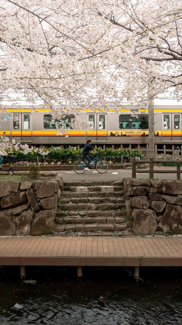 Joshのインスタグラム：「// this is an over 400 year old canal by Shukugawara station in Kanagawa Prefecture. This long pathway is lined with endless somei sakura and was the best part of this season for me. Feel blessed to have had the opportunity to finally go here after the years of putting it off, and I don’t think I’ll skip it ever again come future springs! Looking forward to sharing the photos! . It’s been nice just using the phone to shoot some video instead of setting up the a7iii between photo and video settings, but it definitely lacks a bit when it comes to getting exactly what I want. I suppose I haven’t tinkered enough with the settings on this iPhone 14 Pro though. Will try to improve that! . . . #japan #japanawaits #japan_vacations #explorejapan #discoverjapan #visitjapanjp #visitjapanau #visitjapan #discovertokyo #sakura #sakuraseason #matcha_jp #japanlandscape #japanlife #tokyo #japaneseculture #kanagawa #tokyoweekender」