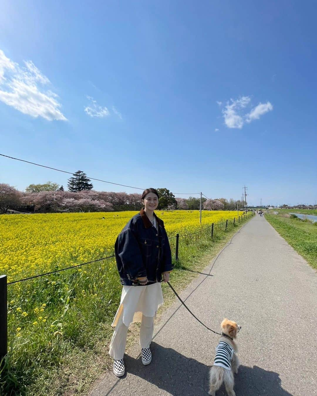 海下真夕のインスタグラム：「. 💗💛💚💙🤍  この前ちょこっとお出かけして 桜と菜の花を見に🌸  いいお天気で気持ちよかった〜☀️  青い空に淡いピンク、元気が出る一面の黄色、 空気、匂い、自然たっぷり感じて癒された☺️  外で食べるお弁当と、お酒や屋台飯、最高😋  桜が散っちゃってたので来年はもうちょっと 満開の時に行けたらいいな😌  #おでかけ#日帰り #幸手#幸手権現堂桜堤  #桜まつり#屋台 #桜#桜スポット#菜の花#菜の花畑 #犬連れ#犬連れスポット #いぬのいる暮らし#いぬのいる生活 #家族の時間#20230403」