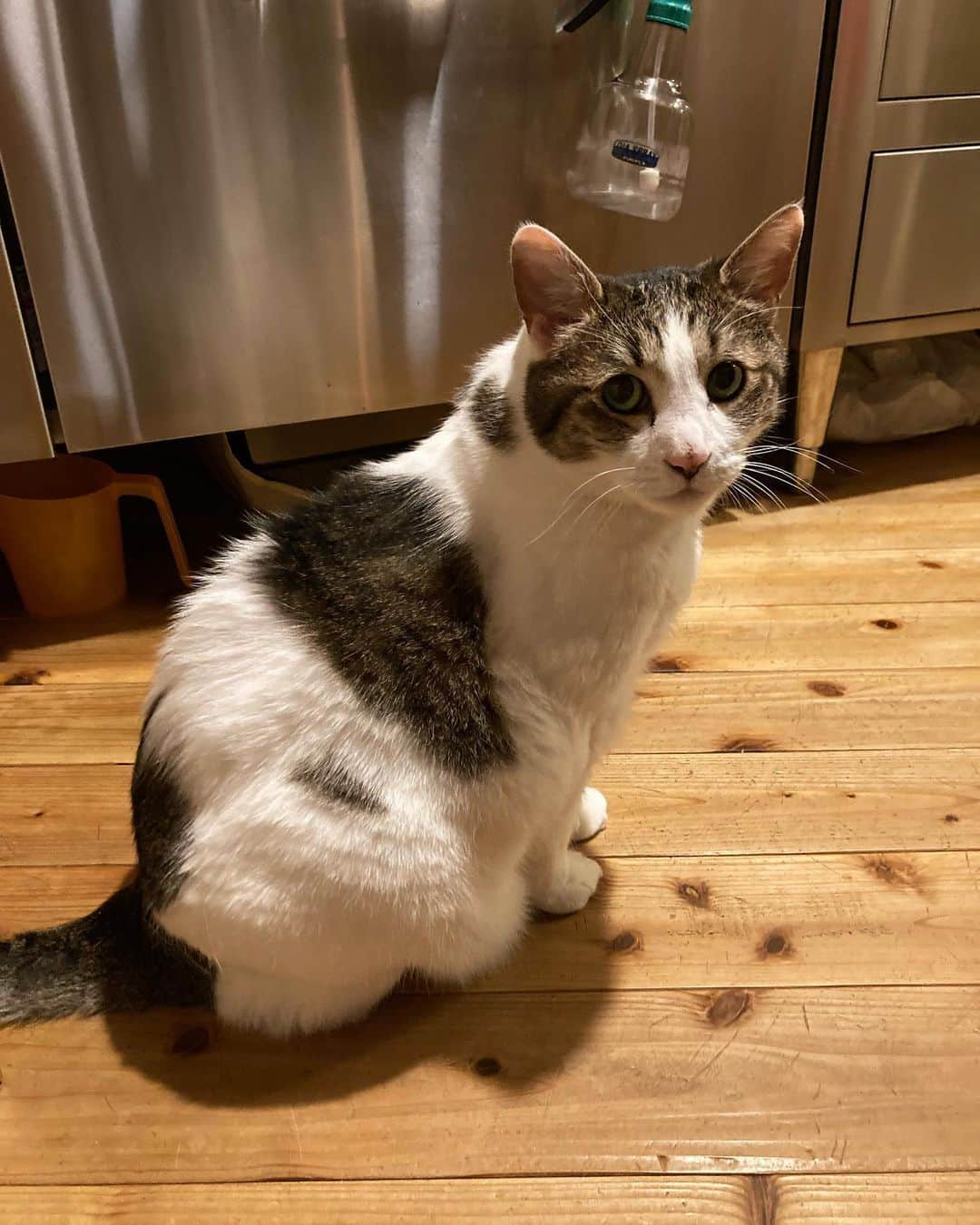 野村真季のインスタグラム：「ぼくのご飯はまだ？　と 台所前にて待機中。  #プラトン #12歳  #猫のいる暮らし #ねこのいる生活」