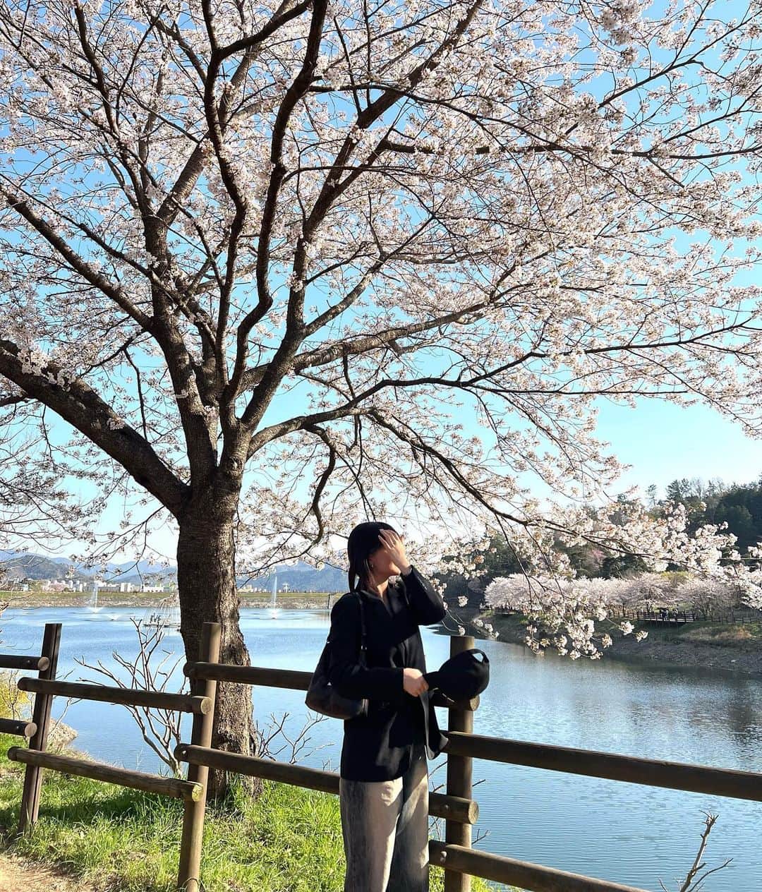 仲本莉絵瑠のインスタグラム：「韓国の桜めーっちゃ綺麗だった❣️ やっぱり釜山と光州が好き😆⭐️」