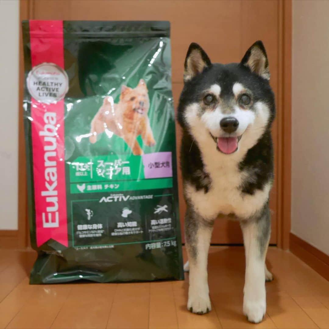 くろさんのインスタグラム写真 - (くろInstagram)「今宵の豆のディナーは新しいヤツ😋  いつものシニアの中型犬用が欠品してたので、スーパーシニアの小型犬をポチってみた←シニアの上はスーパーシニア？🤔  #ユーカヌバスーパーシニア用 #ユーカヌバ #eukanubasenior #豆はずっとユーカヌバ #カリカリごはん #kuroshiba #blackshiba #shibainu #shibadog #shibastagram #dogstagram #instadog #dogfood #柴犬 #黒柴 #黑柴 #わんこ #イッヌ #カメラ目線犬 #ドッグフード #スマイル豆 #スマイル犬 #楽天ペット #モデル犬 #オファーお待ちしております」4月12日 19時00分 - m6bmw