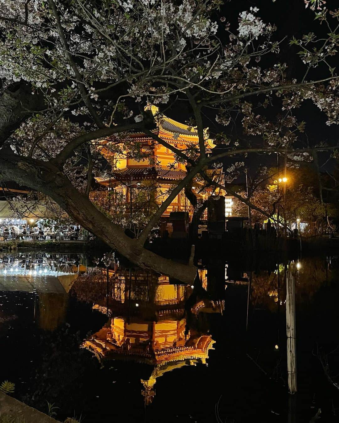 美園和花さんのインスタグラム写真 - (美園和花Instagram)「上野で夜桜🌸葉桜🍃  #夜桜 #上野 #🌸」4月12日 19時10分 - misono_waka