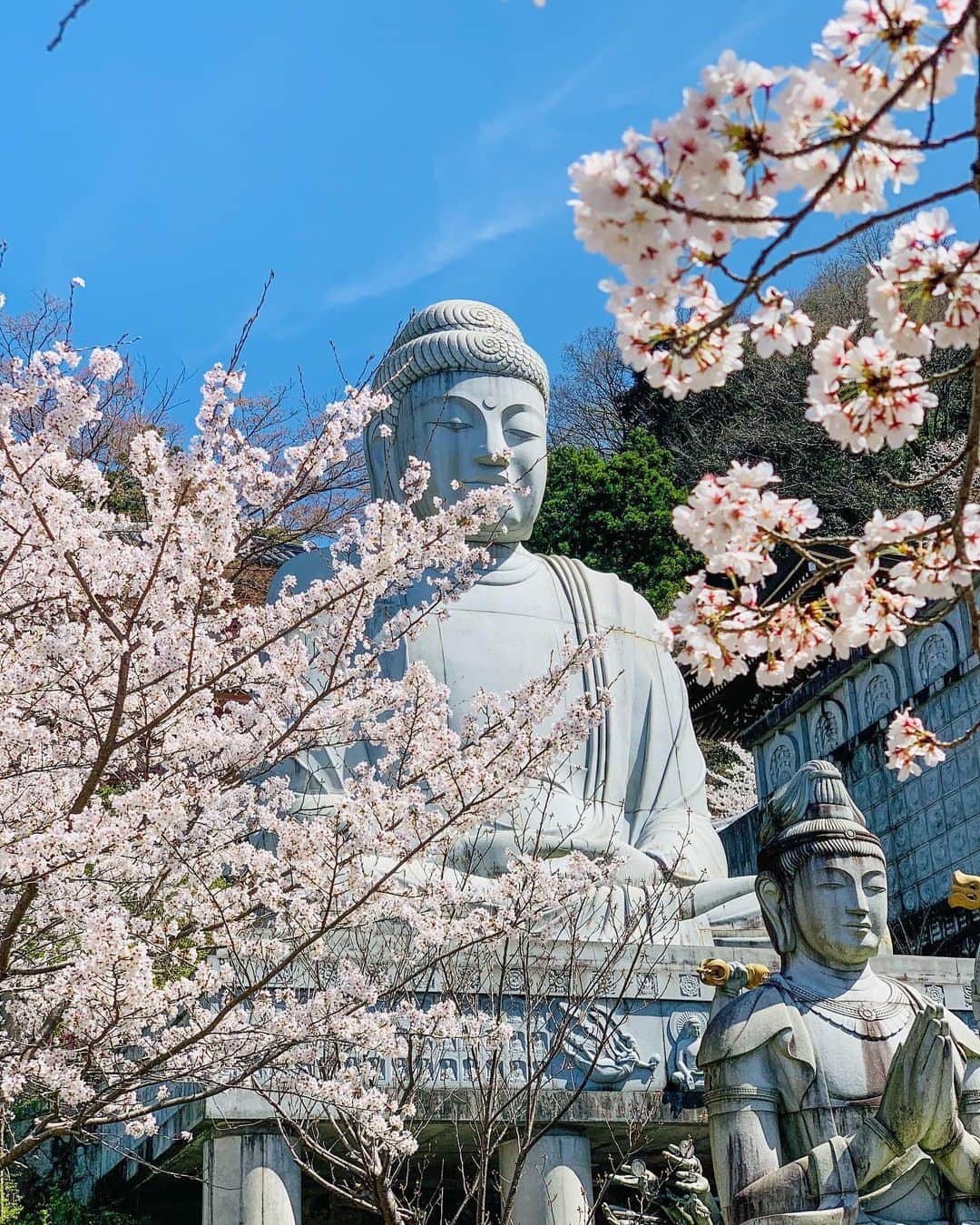 松本ルナさんのインスタグラム写真 - (松本ルナInstagram)「今日も1日お疲れちゃん😊✨  今日は久しぶりに ラジオ大阪で収録でした🤗♪  放送日はまた告知するね😄🌸  しかし大好きな桜の季節も もう終わっちゃったねぇ〜🥺  街中がピンクになって可愛いから 好きだけど、季節的には ちょっと切なかったり ちょっと嬉しかったり🌸  そんな感じよね🥺  今年は、ずっと行きたかった 壺阪寺の桜に囲まれる大仏さんを 見に行けて嬉しかった😆❤️  なんか3枚目の大仏さんの顔が 笑ってるように見える😳  また来年も見に行けたら嬉しいなぁ🥰  最後の写真は モアちゃんの笑顔ショット♡  あぁ〜かわいいいいいいい😂笑  皆も桜、沢山見に行けたかな？？🌸  #桜 #桜大仏 #壺阪寺 #桜スポット  #日本の風景 #japan #cherryblossom #nara #奈良  #勝手に観光大使 #ルナマップ  #トイプードル #シルプー #親バカ部  #愛犬との暮らし #toypoodle」4月12日 19時32分 - ruruna0123