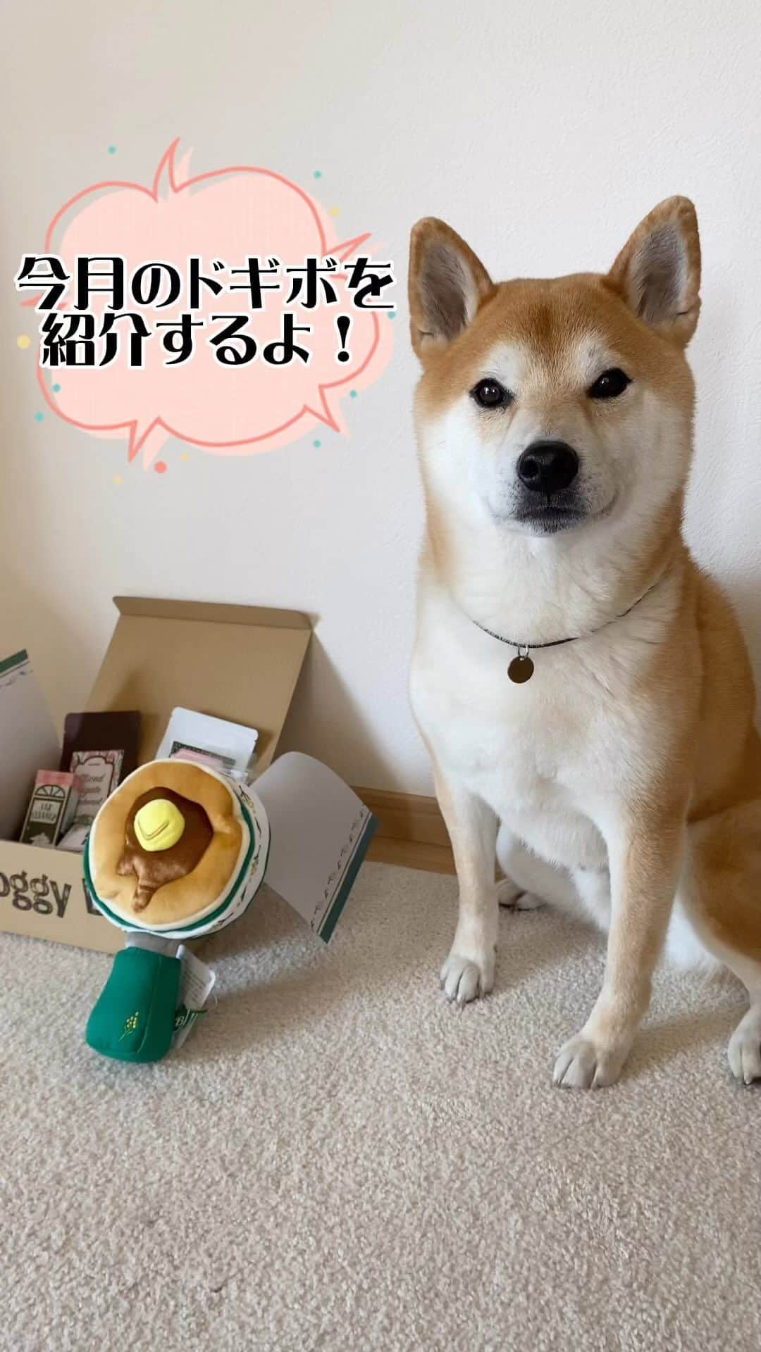 柴犬Mamesuke・Korosuke??大阪のインスタグラム：「． 宣伝部長のコロちゃんです😲🙌🏻❣️ 今月のドギボ🍖は、パンケーキ😍 豆コロは、パンケーキは食べれないけど、このオモチャならアムアムできるねー🥰 #doggybox #ドギボ #pr 🐾-—*-—*-—*-—*🐾 #MameKoro #豆コロ #柴犬と子供 #犬と子供 #チャリちゃん見守り隊 #子守犬 #豆柴 #柴犬 #赤柴 #豆介 #コロ介 #shibagram #shibastagram #shibainu #shiba #🐕📷」