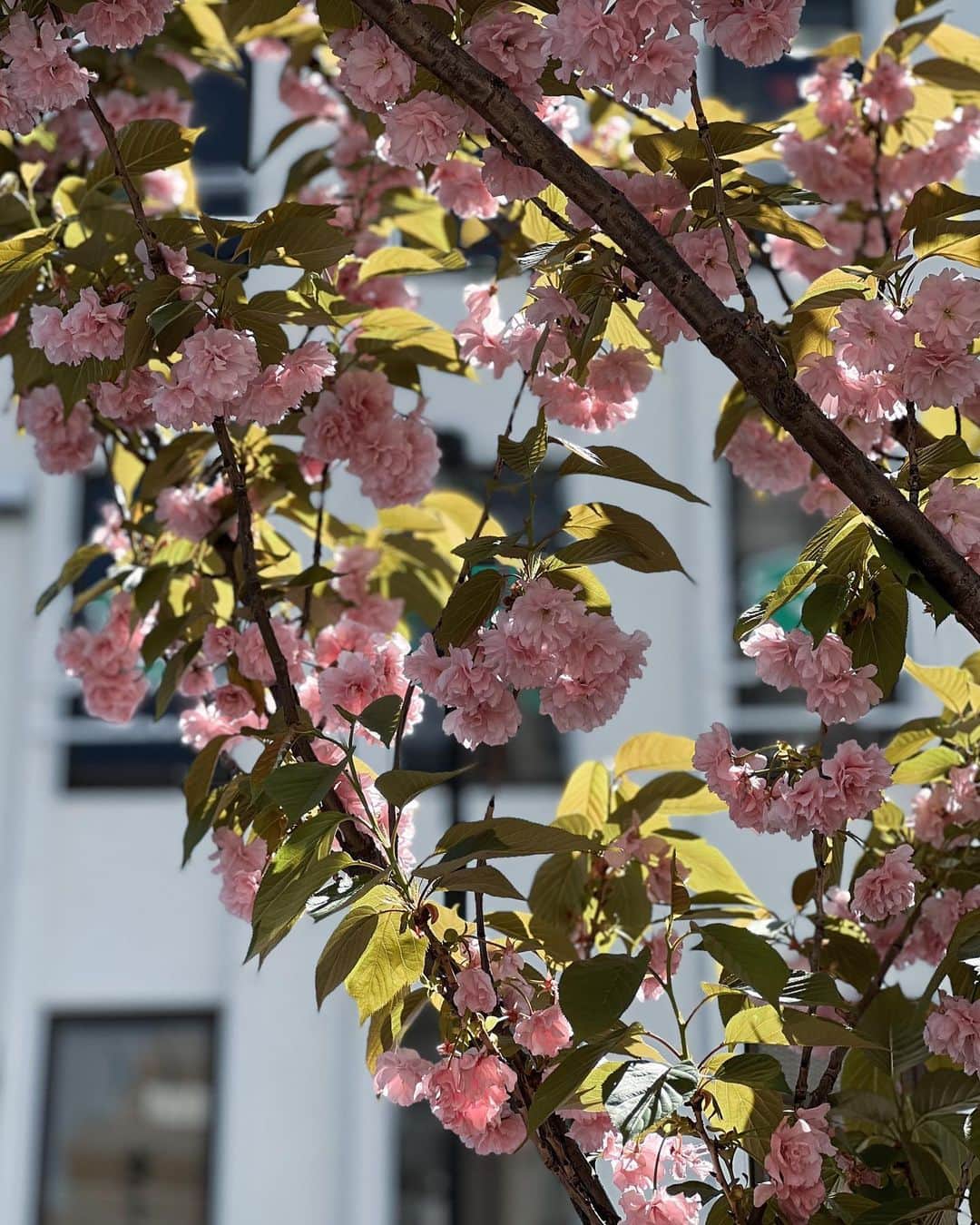 ai.takahashi328さんのインスタグラム写真 - (ai.takahashi328Instagram)「1日があっという間に過ぎていく。。 1日1日をもっと大切に過ごしていきたいなぁ。 桜ももう終わり。 気付いたら夏になってそうだから、夏が来る頃には「この数ヶ月は大切に過ごせてたな」と思えるように過ごしていきたい。 まずはやりたいこと、やりたくないことを書き出す所からかな、、、🤔 （やらなきゃいけないこと、やらなくてもいいこと、もかな〜）  独り言メモ。  #独り言 #セルフコーチング #備忘録」4月12日 19時28分 - ai.takahashi328