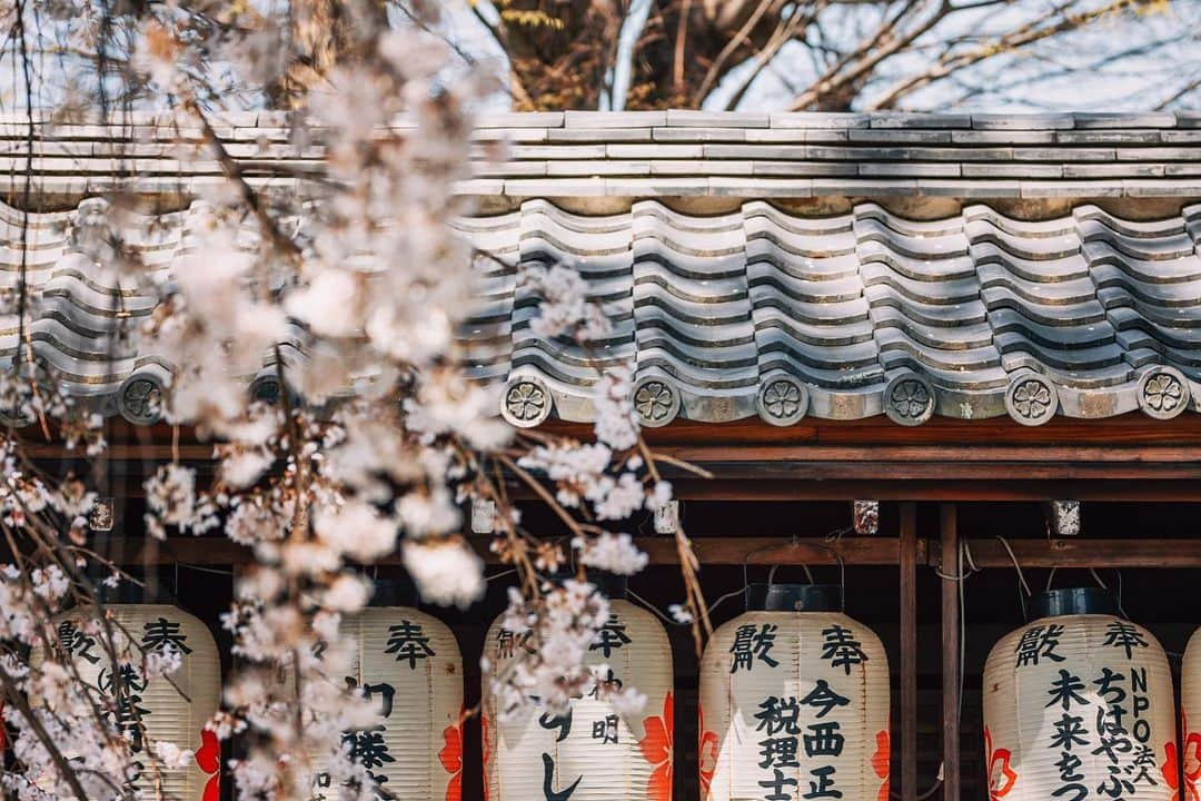 京都いいとこフォトのインスタグラム：「. 宇治の縣神社。 桜の女神といわれるコノハナサクヤヒメを祀り、境内の各所に桜の神紋が描かれています。 見事な枝垂れ桜も咲き誇り、桜に包まれた空間でした。 . Agata Shrine in Uji.  It enshrines Konohana Sakuya Hime, who is said to be the goddess of cherry blossoms, and the divine crest of cherry blossoms is drawn in various places in the precincts.  The splendid weeping cherry blossoms were also in full bloom, and it was a space surrounded by cherry blossoms. . Date:2023.3.28 Location:#縣神社 #agatashrine Photo:@iharalba .」