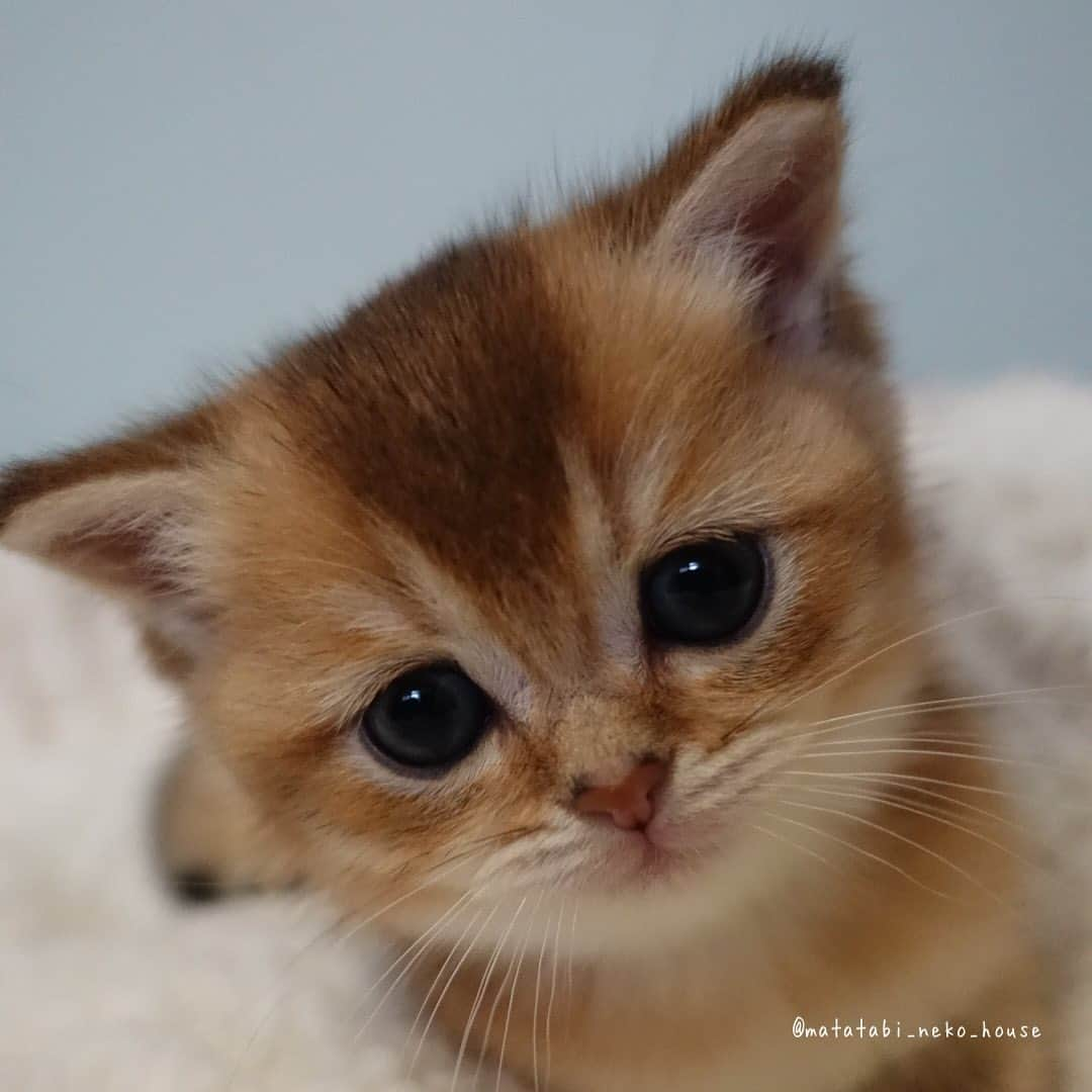 旅猫かあさんのインスタグラム：「🌞BABY CAT  #またたび猫ハウス  #猫ブリーダー #子猫販売  #britishshorthair #britishshorthairkittens #britishshorthaircat #cutepetclub #my_loving_pet #catsofgram #bestmeow #bestcats_oftheworld #cat_features #meowsandwoofs #kittensofinstagram #adorable #excellent_cat #igcutest_animals #cat  #instacat #kitten #dailymeow」