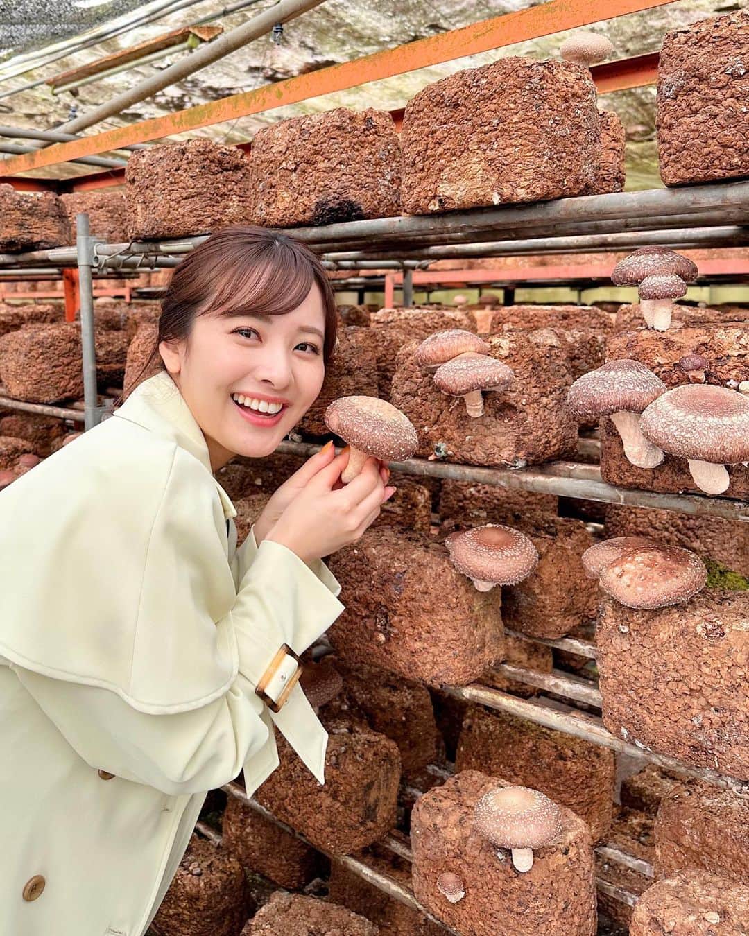 河出奈都美のインスタグラム：「. 新人以来のZIP!  ということで「NOW!ニッポン」を担当しました(*'ω'*)  茨城県笠間市の「田村きのこ園」さん(@tamura_kinokoen)の "福王しいたけ"🍄  びっくりするほど大きくて立派な椎茸で、 バター醤油ステーキとアヒージョがもう絶品でした！！！🥺🥺 美味しすぎて、リハーサルでは食べるフリでもいいのに 一口ずつ食べてました笑  田村きのこ園の皆さん、 ありがとうございました🥰  #ZIP #NOWニッポン #生中継 #日本テレビ #アナウンサー #河出奈都美  #福王しいたけ #しいたけ#椎茸 #ジャンボしいたけ #田村きのこ園」