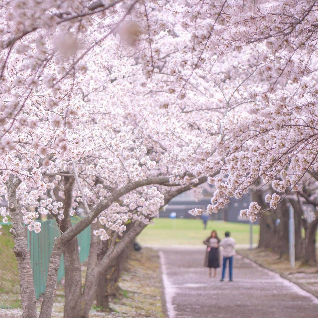 木村真人さんのインスタグラム写真 - (木村真人Instagram)「新井田公演と東運動公園に一眼レフ2台引っ提げて撮影しに行ってきました！ 今回のレンズは両方ともSIGMA単焦点の30mmと150mmマクロ 去年に引き続きヒヨドリが撮れました！  #ファインダー越しの私の世界 #eoskissx7  #eos30d #sigma #30mmf14art #150mmmacro #桜 #sakura  #一眼レフ #lightroom #八戸」4月12日 19時43分 - masato_spinner