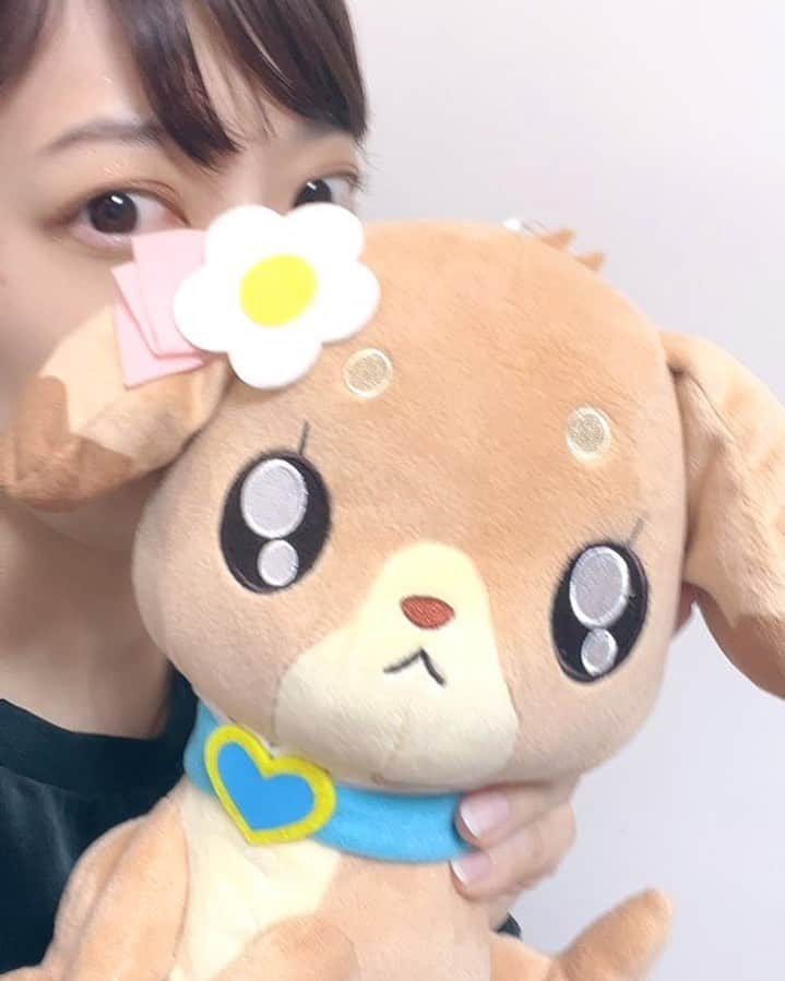 清水理沙のインスタグラム：「うちのパムパムちゃんです🐶💙🥪 お誕生日おめでとう〜🥳🥂🎈 これからもよろしくね🙏🏻✨ #パムパム生誕祭2023」