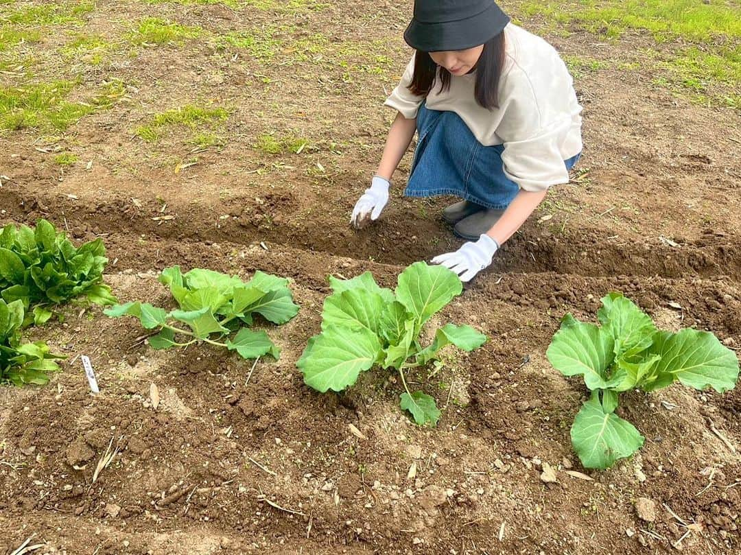 速水里彩のインスタグラム：「順調に育ってます🌿 ちょっと虫に食べられてた🐛笑  雑草少し抜いたけど 来週にはまたモサモサ生えてそう、、、  #スイッチファーム #畑 #東海テレビスイッチ #いっしょにアップデート」