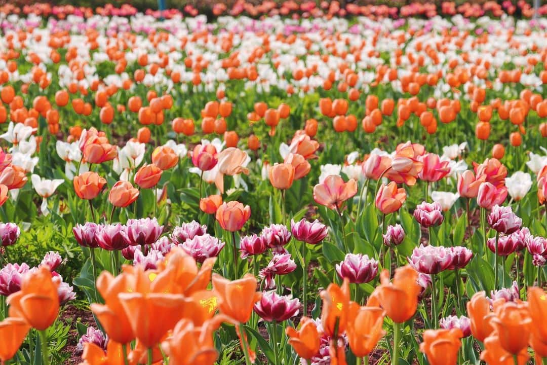 みゆこさんのインスタグラム写真 - (みゆこInstagram)「🌷🌷🌷 今年も昭和記念公園のチューリップ 綺麗に咲いてた🥹❣️ ⁡ #チューリップ#チューリップ畑#春の花#tulip#tulips#立川市#昭和記念公園#white#白い花#お花畑#綺麗な景色#お花が好き」4月12日 20時16分 - miyuco.t