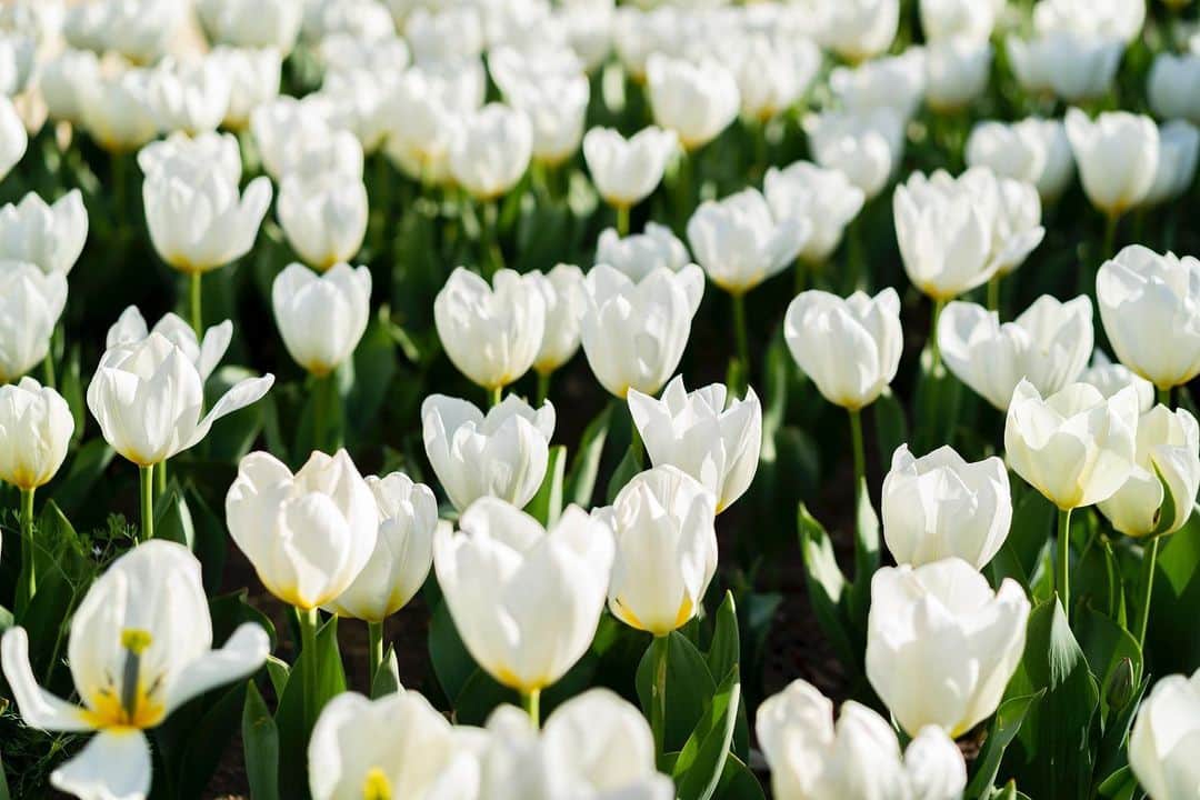 みゆこさんのインスタグラム写真 - (みゆこInstagram)「🌷🌷🌷 今年も昭和記念公園のチューリップ 綺麗に咲いてた🥹❣️ ⁡ #チューリップ#チューリップ畑#春の花#tulip#tulips#立川市#昭和記念公園#white#白い花#お花畑#綺麗な景色#お花が好き」4月12日 20時16分 - miyuco.t