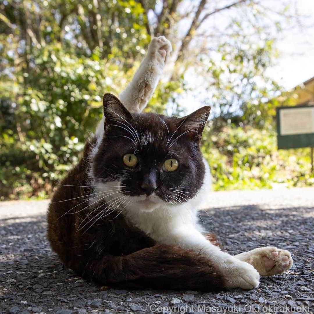 のインスタグラム：「はーい。  #cat #ねこ #猫 #東京カメラ部 #nekoclub  #mmgtw #my_eos_photo  #yourshotphotographer」