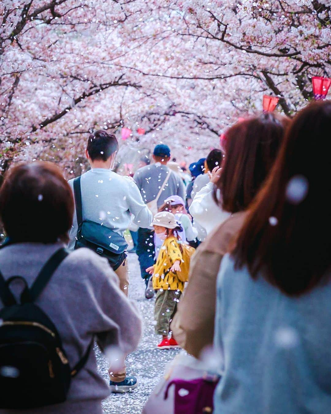 kyoko_zzzさんのインスタグラム写真 - (kyoko_zzzInstagram)「心踊る、桜吹雪。 . . #井原桜まつり  #井原堤  #桜吹雪  #cherryblossom」4月12日 20時27分 - kyoko_zzz