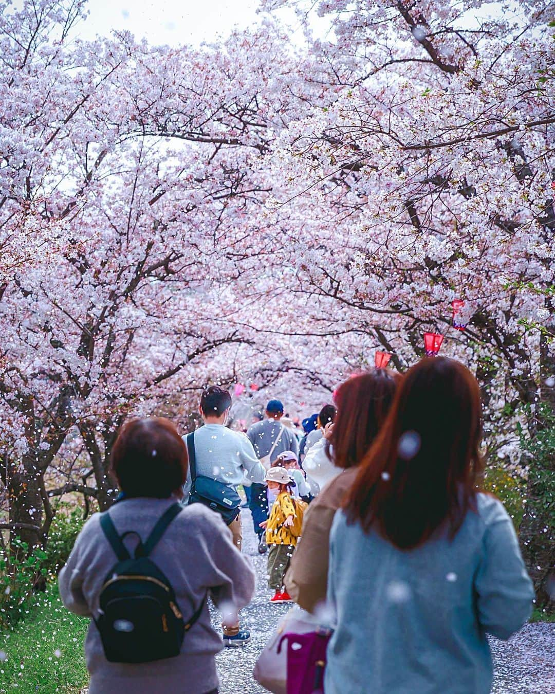 kyoko_zzzのインスタグラム：「心踊る、桜吹雪。 . . #井原桜まつり  #井原堤  #桜吹雪  #cherryblossom」