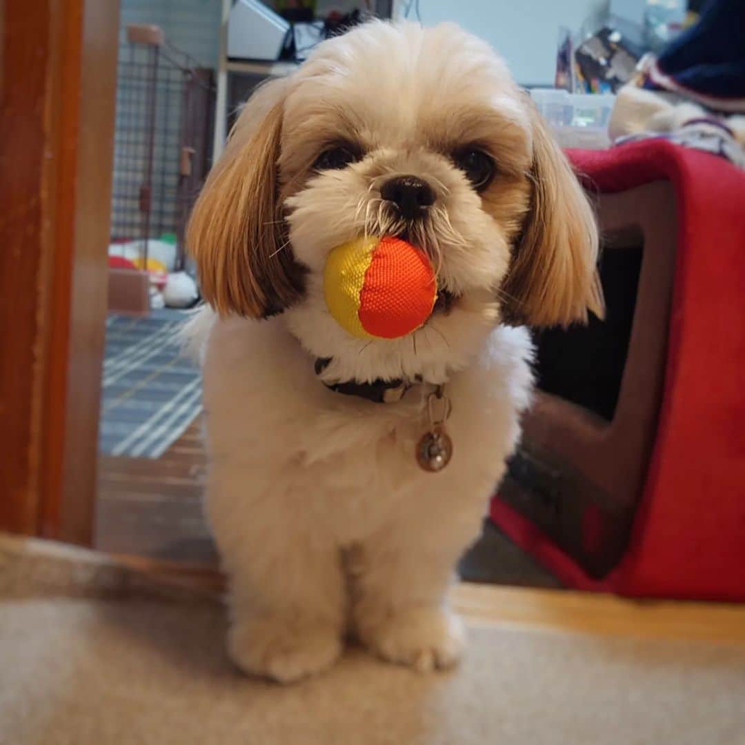 Kukkaのインスタグラム：「あそんでください #シーズー」