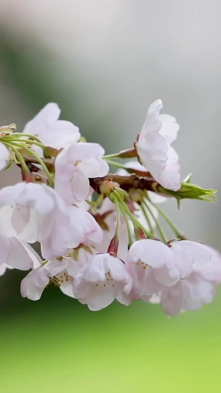 ニューヨーク植物園のインスタグラム