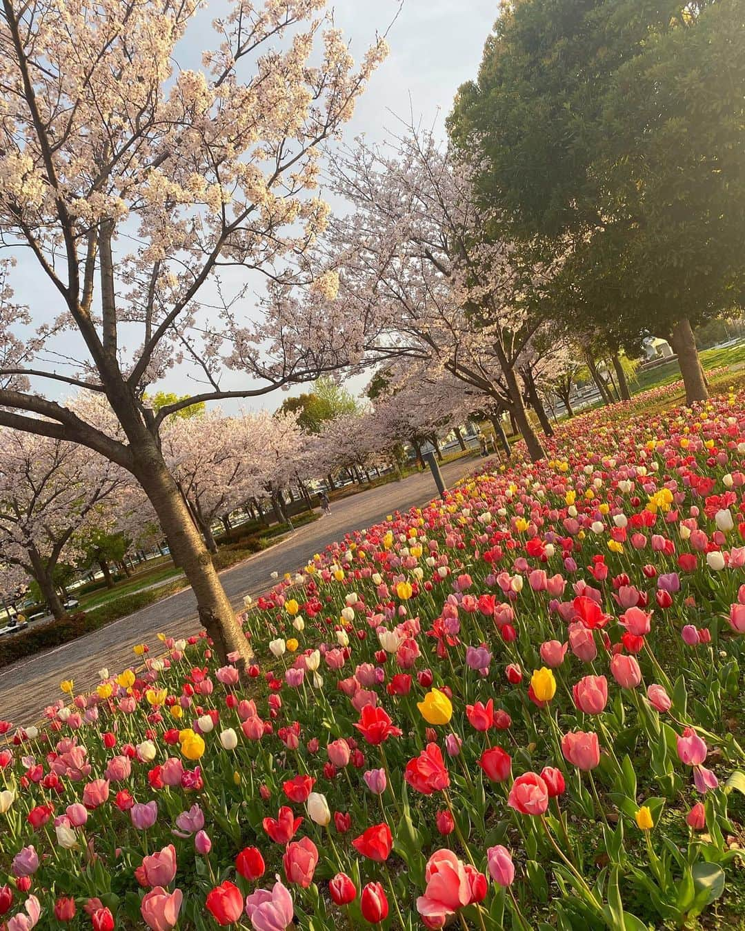 小野寺結衣さんのインスタグラム写真 - (小野寺結衣Instagram)「・ ⁡ ⁡ 新年度が始まって、もう半月ですね🌸 いかがお過ごしですか ☺︎🫧 ⁡ ⁡ 先日フジテレビでの収録終わりに 湾岸スタジオから1人ぷらーっと歩いていたら 新生活にふさわしい縁起の良さそうな景色に 出会いました☺️🌼 ⁡ ⁡ ⁡ この大きなモニュメントはなんだろう...💭 ⁡ ⁡ ⁡ なんだか良い写真が撮れて、るんるんで 帰りました😙✌︎ ⁡ ⁡ ⁡ ⁡ ⁡ ⁡ ⁡ ⁡ ⁡ ⁡ ⁡ #よく見ると太陽に飛行機が...✈️ #チューリップ畑 #桜 #お台場 #🌸 #🌷 #私の新年度からの生活は特に変化なしですが変わらず元気いっぱいです」4月13日 6時09分 - yui_onodera0831