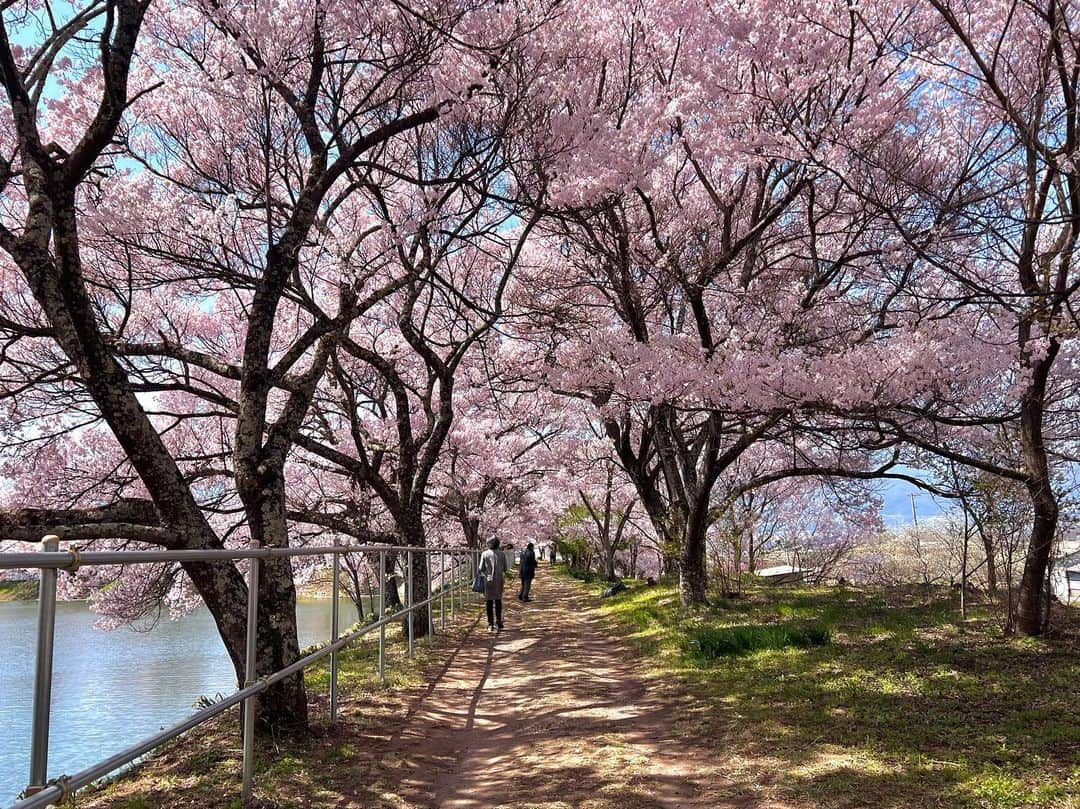 高田有紗のインスタグラム：「高遠城址公園からすぐ近くの穴場なお花見スポット、六道の堤🌸  堤防沿いに桜を植えることで、桜の木の根がはり、お花見で歩く人が増えて土が踏み固まって、より強固な堤防になるのだとか。  なるほど( Ꙭ)ꙭ҉  3枚目、よくみると老夫婦が仲良く2人で歩いてて、きゅんぽいんと🥰  #お花見 #桜 #長野 #高遠 #伊那市 #長野大好き #デートスポット  #穴場 #映え #インスタ映え #桜スポット #日本さくらの会 #さくらの名所100選  #タカトオコヒガンザクラ #天下第一の桜 #六堤  #日本三大桜の名所 #japansakura #sakura #japan #japantravel #japanculture #japanphoto #artstagram  #beautifulview」