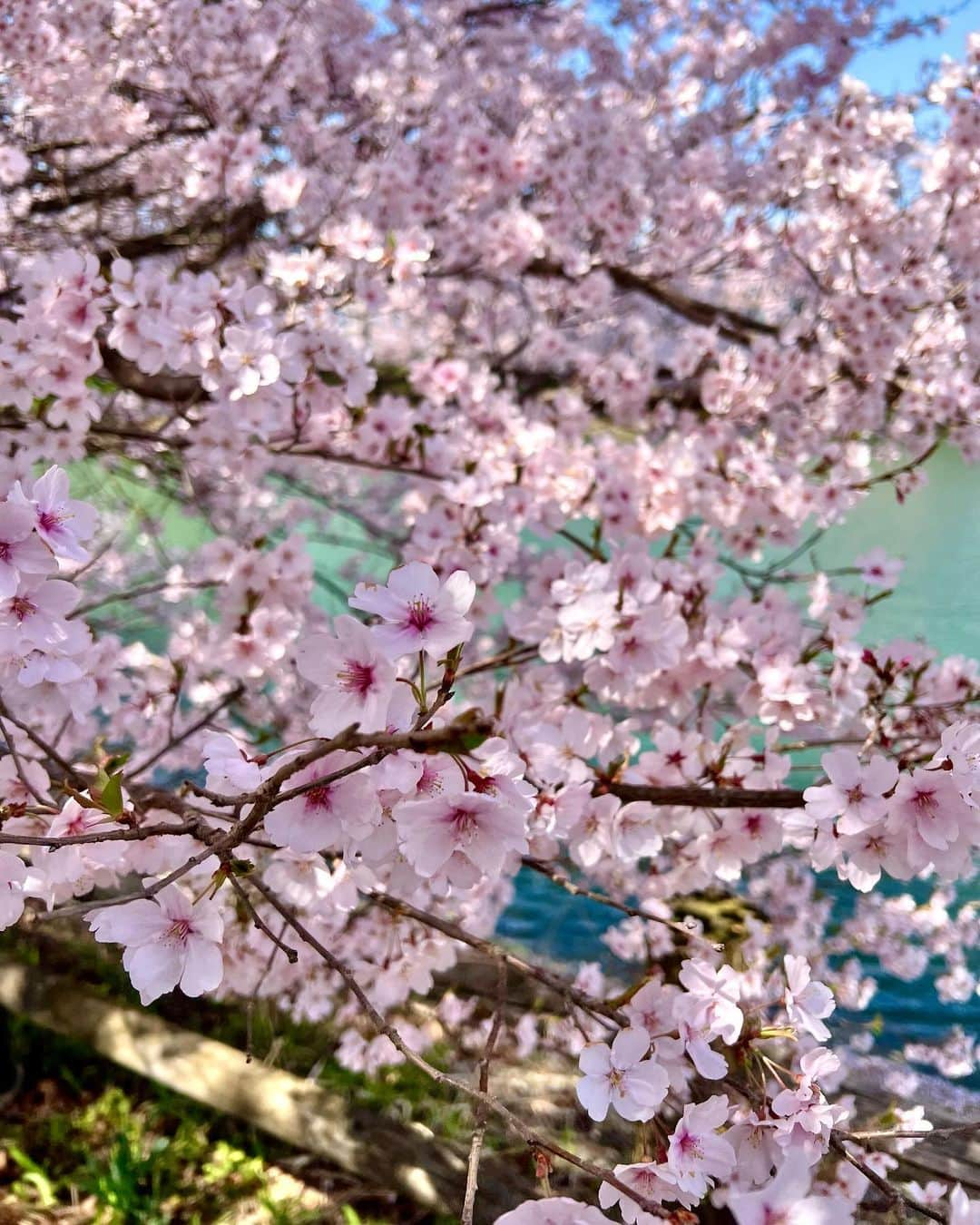 高田有紗のインスタグラム：「桜の景色に鳥の声🌸🐦  母親と子供の声が響いたりもして、目だけでなく耳からも癒しの時間🥰  #お花見 #桜 #長野 #高遠 #伊那市 #長野大好き #デートスポット  #穴場 #映え #インスタ映え #桜スポット #日本さくらの会 #さくらの名所100選  #タカトオコヒガンザクラ #天下第一の桜 #六堤  #日本三大桜の名所 #japansakura #sakura #japan #japantravel #japanculture #japanphoto #artstagram  #beautifulview」