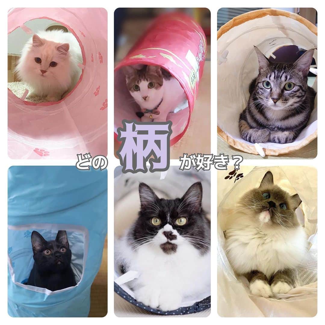 猫壱（ねこいち•ネコイチ）のインスタグラム：「実は6種類あるキャットトンネル😺 みんにゃはどの柄好き？  @pino524_ さん @lunanyan_mama さん @neo_chan_211030 さん @5nan_99 さん @shio_nekoyama さん @ruui0508  お写真をありがとうございました😊 お写真の商品は キャットトンネル　 でした🐈  :::::::::猫壱 :::::::   猫壱商品を使ってくれている写真や動画に【猫壱写真館】のハッシュタグをつけてポストしてください✨  猫壱SNSなどでリポスト・紹介されるかも？！  猫壱HPにも掲載されるチャンスも🥺  ぜひ皆さんハッシュタグをつけてポストしてくださいね🥺    @necoichicojp のハイライトから応募要項をチェックして是非ご応募くださいね❤   Reproduction is  prohibited.  ...........................................................................  #猫壱写真館  #猫壱 #necoichi ...........................................................................」