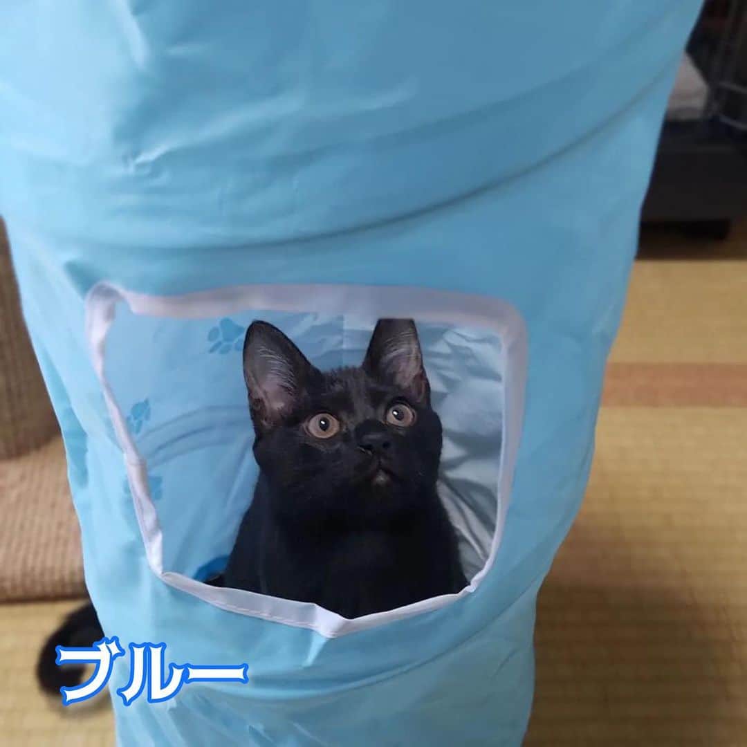 猫壱（ねこいち•ネコイチ）さんのインスタグラム写真 - (猫壱（ねこいち•ネコイチ）Instagram)「実は6種類あるキャットトンネル😺 みんにゃはどの柄好き？  @pino524_ さん @lunanyan_mama さん @neo_chan_211030 さん @5nan_99 さん @shio_nekoyama さん @ruui0508  お写真をありがとうございました😊 お写真の商品は キャットトンネル　 でした🐈  :::::::::猫壱 :::::::   猫壱商品を使ってくれている写真や動画に【猫壱写真館】のハッシュタグをつけてポストしてください✨  猫壱SNSなどでリポスト・紹介されるかも？！  猫壱HPにも掲載されるチャンスも🥺  ぜひ皆さんハッシュタグをつけてポストしてくださいね🥺    @necoichicojp のハイライトから応募要項をチェックして是非ご応募くださいね❤   Reproduction is  prohibited.  ...........................................................................  #猫壱写真館  #猫壱 #necoichi ...........................................................................」4月13日 6時41分 - necoichicojp