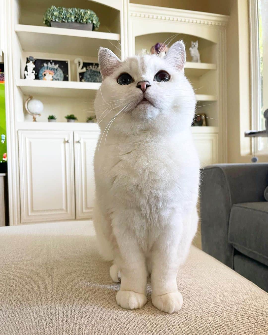 ミスター・ホワイトさんのインスタグラム写真 - (ミスター・ホワイトInstagram)「Do you love me? 💕❤️  #love #meow #cute #cat #catsofinstagram」4月13日 6時59分 - white_coffee_cat