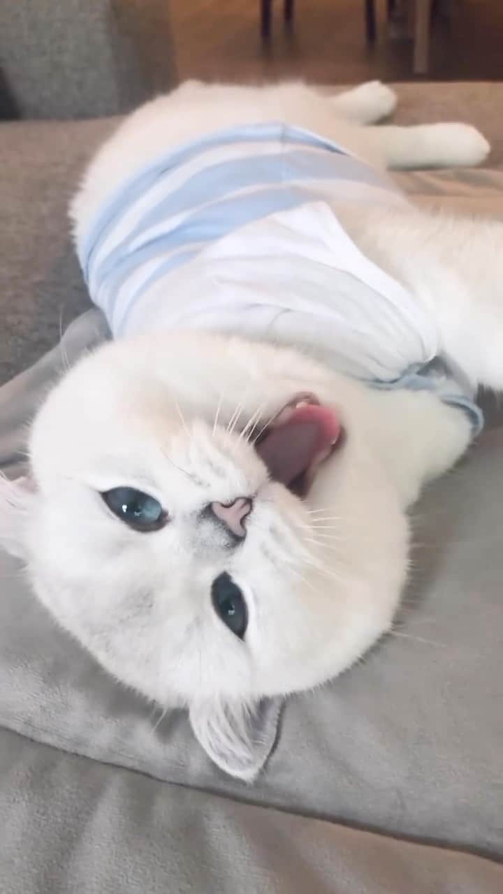 コビーのインスタグラム：「After a long, hard day of napping, I’m ready for bed.」