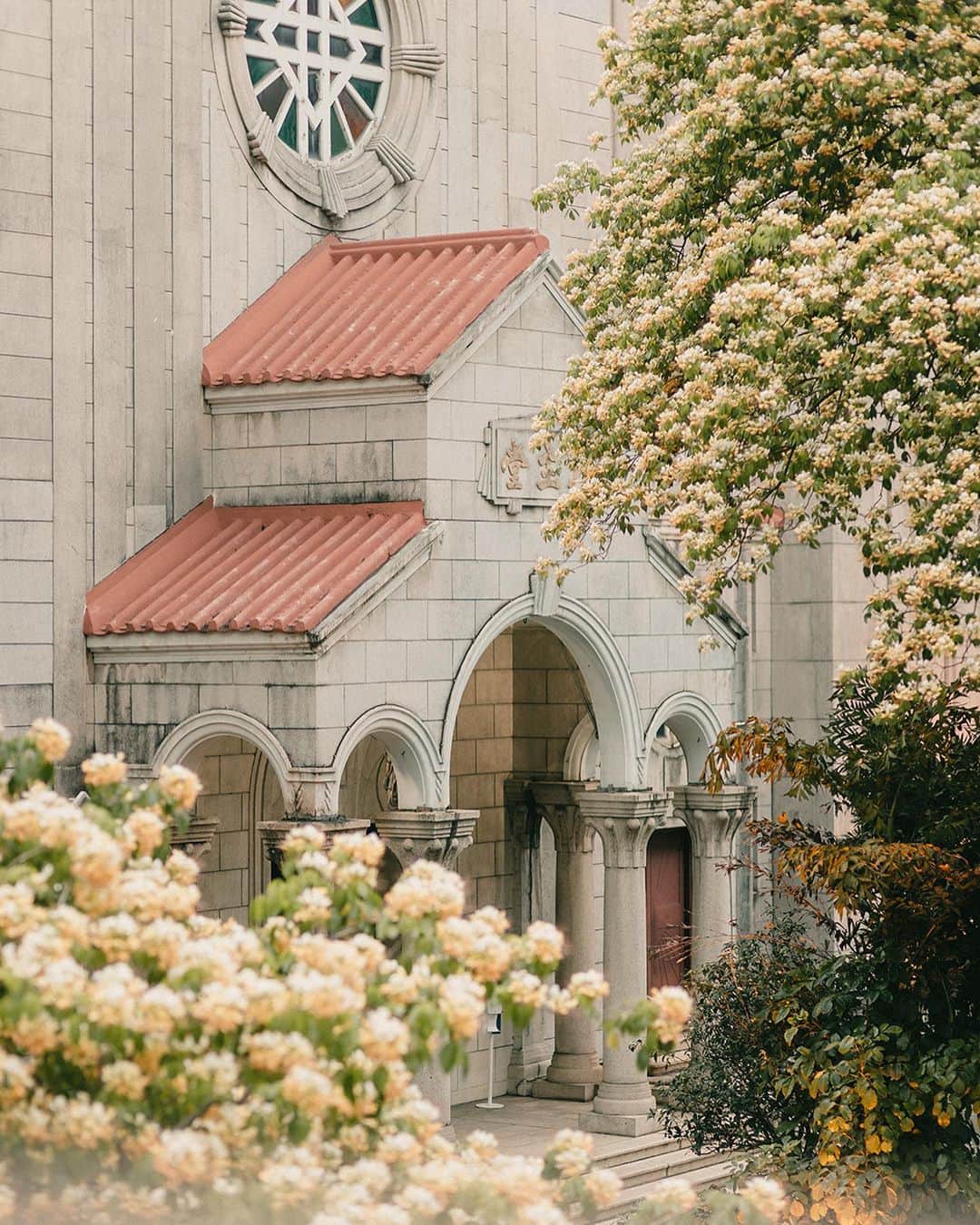 Discover Hong Kongのインスタグラム：「Even in the bustling streets in Hong Kong, you can still be surrounded by blooming flowers! It’s nearly impossible not to notice our yellow spider tree flowers🌼 if you’re out and about in Hong Kong - especially at St. Teresa’s Church⛪, a grade 1 historical building beautifully engulfed in flowers, transforming it into an unforgettable scene.  又到咗魚木花盛開嘅季節！細心留意，喺香港唔同嘅街角都會發現魚木花🌼嘅蹤影。喺一級歷史建築聖德肋撒堂⛪門前嘅花海，別有一番城市風景！  #DiscoverHongKong  🌼⛪🌼⛪🌼⛪🌼⛪🌼⛪🌼⛪🌼⛪🌼⛪🌼⛪ Hong Kong welcomes you✈️! Now travellers can get ‘Hong Kong Goodies’ 🛍️vouchers including one FREE welcome drink🍸 in the hottest bars! Check out the details here: bit.ly/HelloHKgoodiesEN. Hope to see you all soon! 香港歡迎你✈️！而家遊客仲可以享用「香港有禮🛍️」消費優惠券，去得獎酒吧免費飲返杯🍸🍹！詳情請留意 bit.ly/HelloHKgoodiesTC」