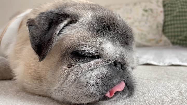 八兵衛のインスタグラム：「Hachibei 😴 Apr12,2023 * * 何も起こりません。 * * ただただ ひたすら寝息サウンドを お聴きいただく動画です😂 * *  #ほぼ黒パグ #おじいちゃん犬 #16歳7か月 #pug #puggy #puglife #puglove #petstagram #pugstagram #pugsofinstagram #pugs #dog #八兵衛 #はちべえ」