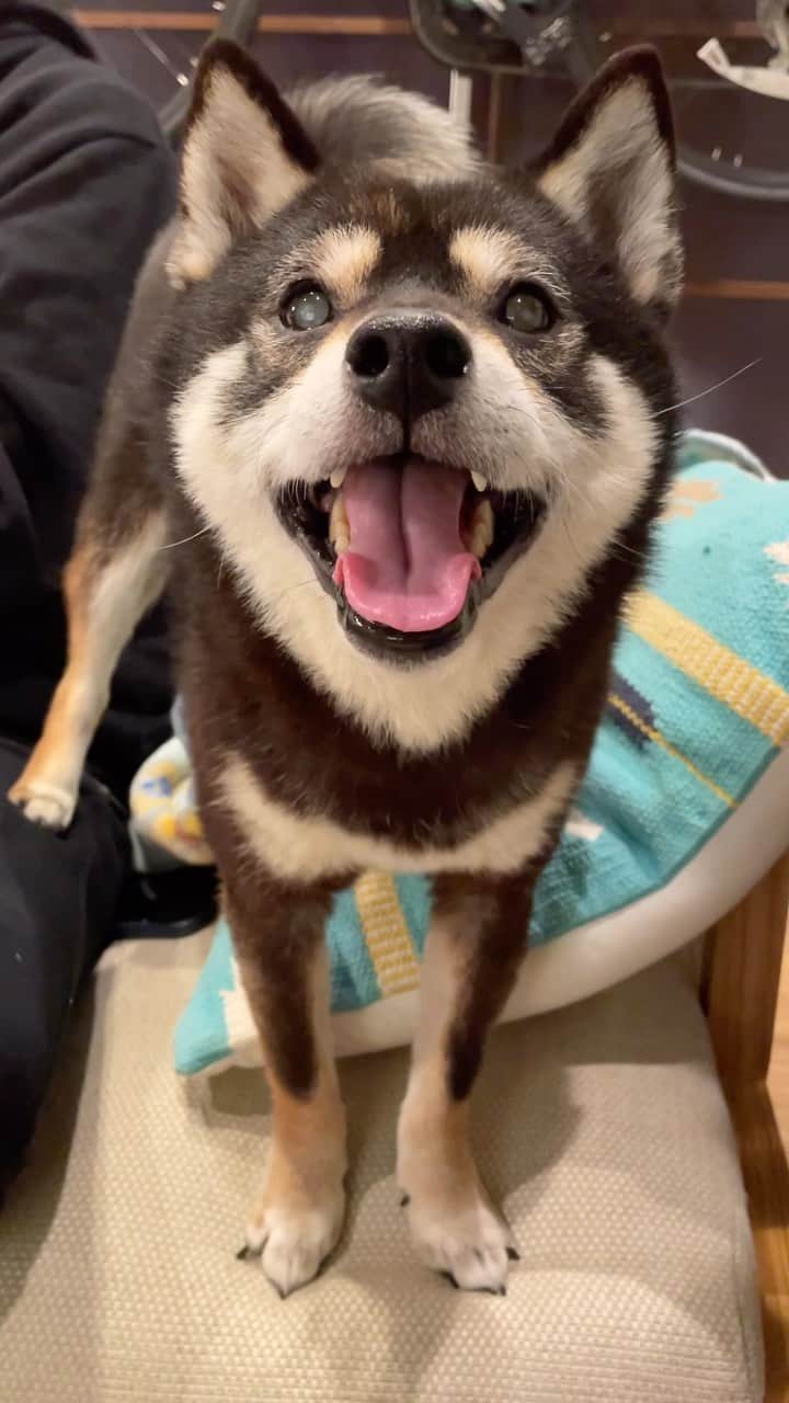 まめ丸のインスタグラム：「* * * ぼくのちょっと変わった甘え方🐶☝️  パパをちょっとだけ、ふんじゃうの🐶💓 ちょっとだけ、がポイントだよー❣️  最後、もらったおもちゃをおとしちゃって 『とってとって🐶❣️』 って吠えちゃった🐶💓 * Can we do something fun🐶💓❓ * #まめ丸甘え下手 #まめスマイル * #柴犬#豆柴##柴#黒柴#犬#しばいぬ#shiba#shibainu#shibalove#shibastagram#shibagram#instadog#dogstagram#dogsofinstagram#puppysofinstagram#dog」