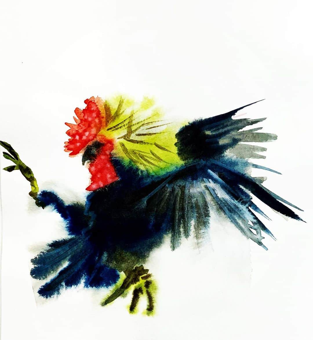LiLi （矢野り々子）のインスタグラム：「雄鶏 rooster  lili 16yrs old  #雄鶏 #rooster #にわとり #illustration  #drawing #art  #watercolor #watercolorpainting  #矢野り々子」
